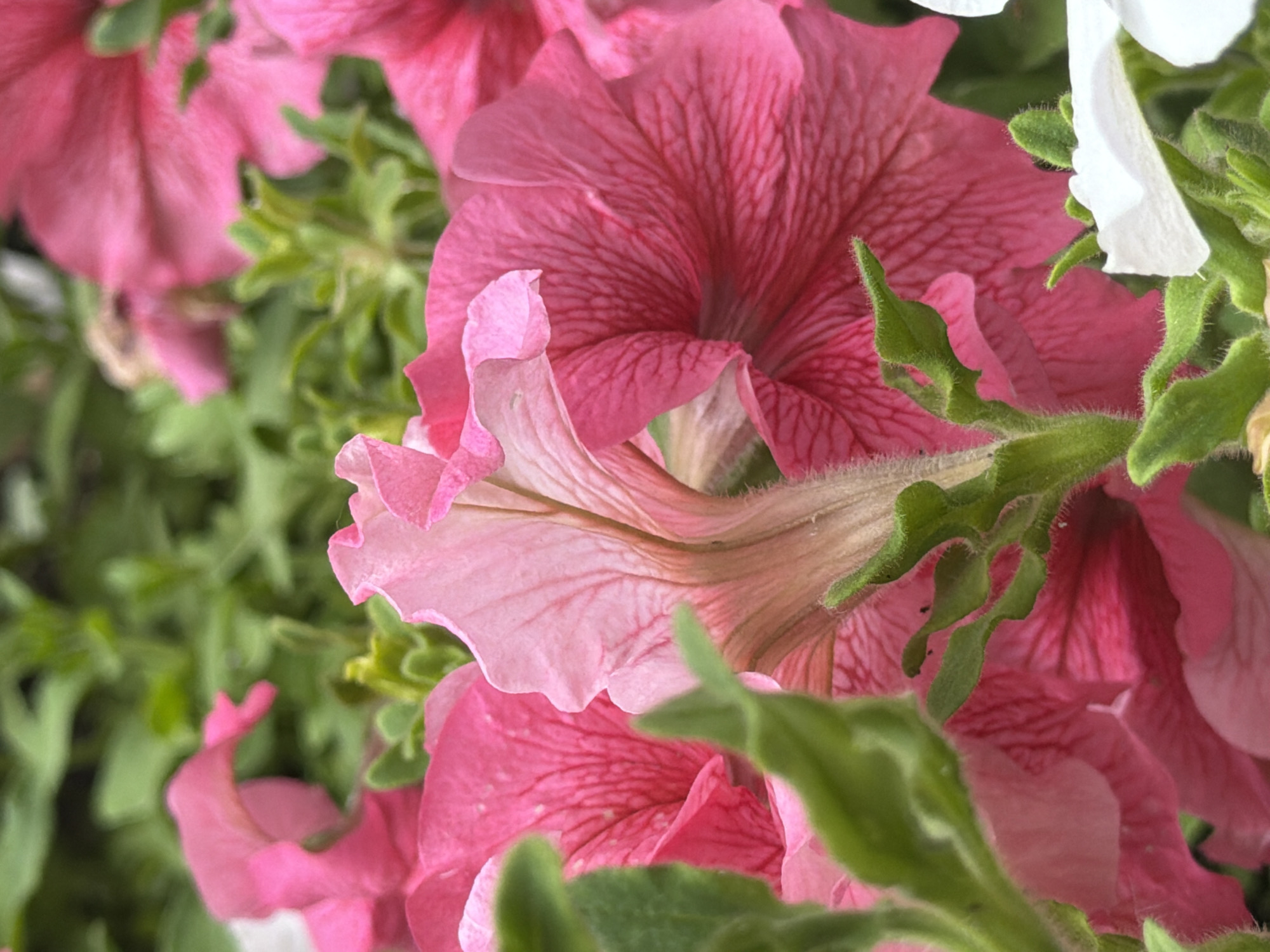 A close-up, low-angle shot captures a cluster of vibrant pink petunias in bloom, with some petals appearing lighter pink due to the angle of the light. The flowers' delicate veins are visible, and their ruffled edges are soft and textured. Lush green foliage surrounds the blossoms, creating a natural backdrop. In the bottom right corner, a few white petunias peek through, adding contrast to the dominant pink hues. The image suggests a garden setting, possibly a park or residential area, in Irpin, Ukraine.