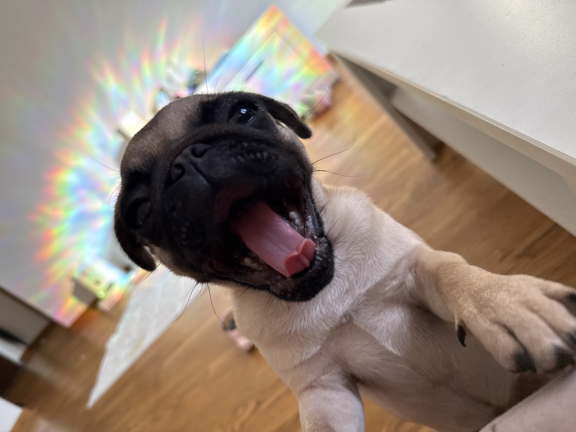 A fawn-colored pug puppy yawns widely, with its pink tongue and visible teeth clearly seen. The puppy is positioned in the foreground, with its head tilted upwards and to the left. In the background, a colorful, rainbow-like light refraction pattern is cast on a white wall. The floor is made of polished wood. The scene appears to be indoors, likely in a residential setting, given the wooden floor and the presence of furniture in the blurred background.