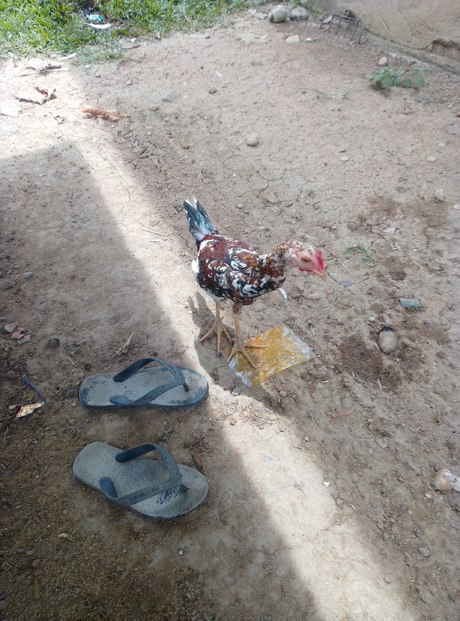 A live hen is standing on the ground next to a yellow object. The hen is brown and white with red on its head. A pair of black flip-flops is lying on the ground to the left of the hen. The ground is made of dirt and rocks. There is green grass in the upper left corner of the image.