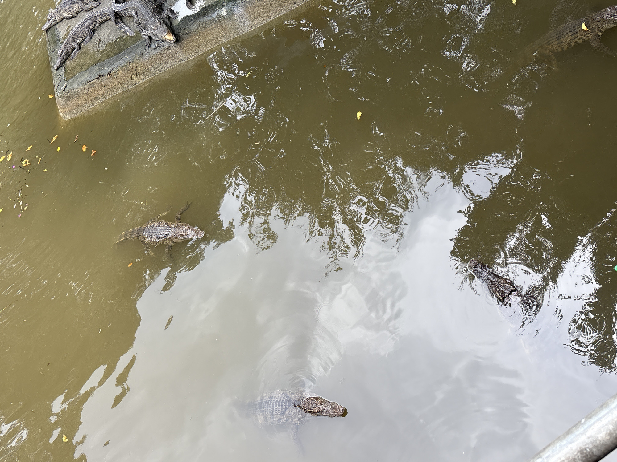 In Khanh Vinh, Vietnam, a group of crocodiles are visible in a murky body of water. Several of the reptiles are partially submerged, with their heads and backs breaking the surface. One crocodile is swimming in the foreground, while others are resting on a concrete ledge on the right side of the frame. The water is a greenish-brown color and appears to have some debris, such as leaves, floating on it. The lighting suggests it is daytime, with reflections from the sky visible on the water's surface. There are no people visible in the image.