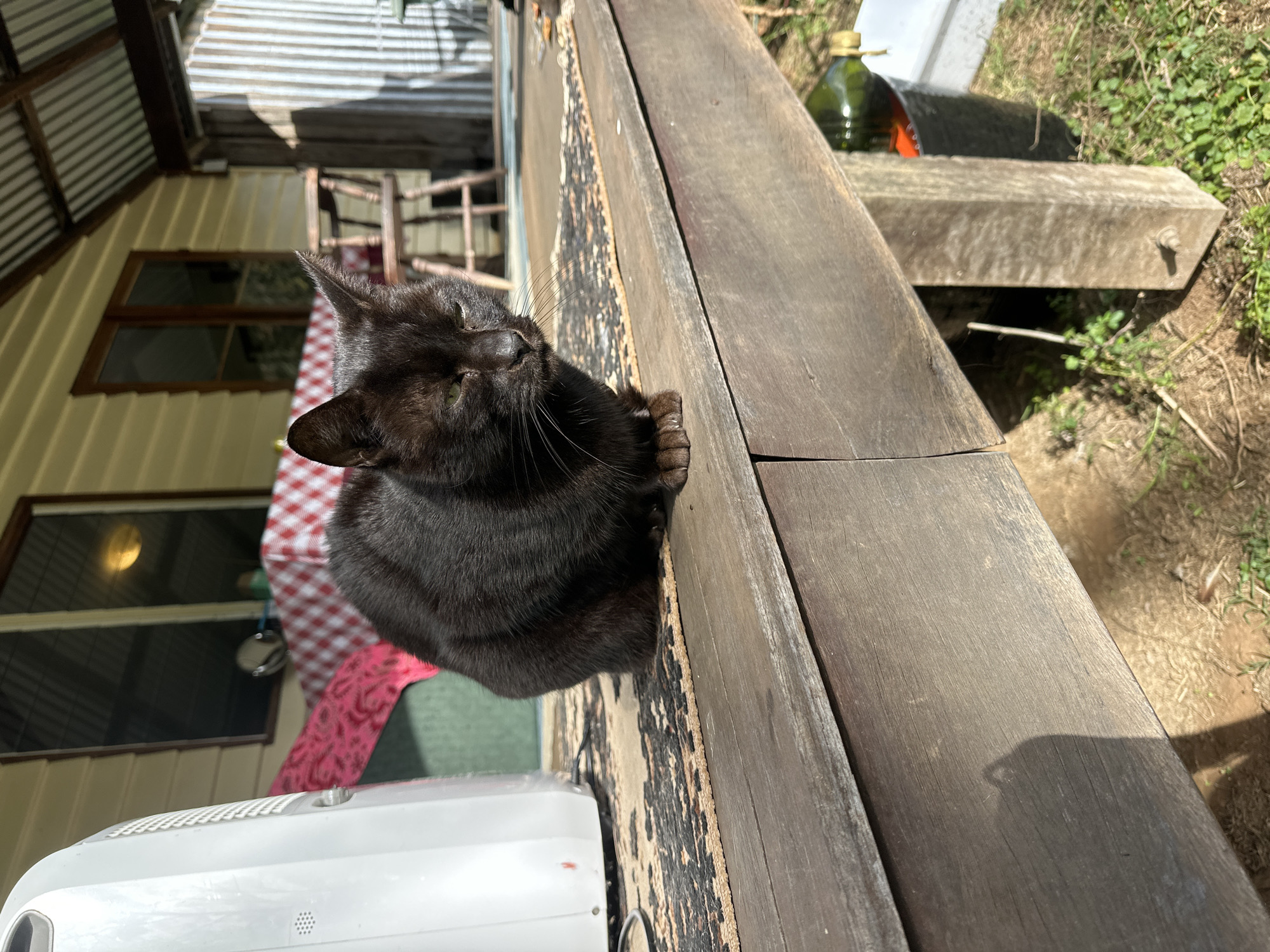 A black cat sits on a wooden deck in Thora, Australia. The cat is positioned in the center of the frame, facing slightly to the right. In the background, a house with a pale yellow exterior and a corrugated iron roof is visible. A window with reflective glass, a table covered with a red and white checkered cloth, and a wooden chair are also in the background. To the left of the cat, a portion of a white appliance is visible. The deck itself is made of weathered wood. Sunlight casts shadows across the scene.