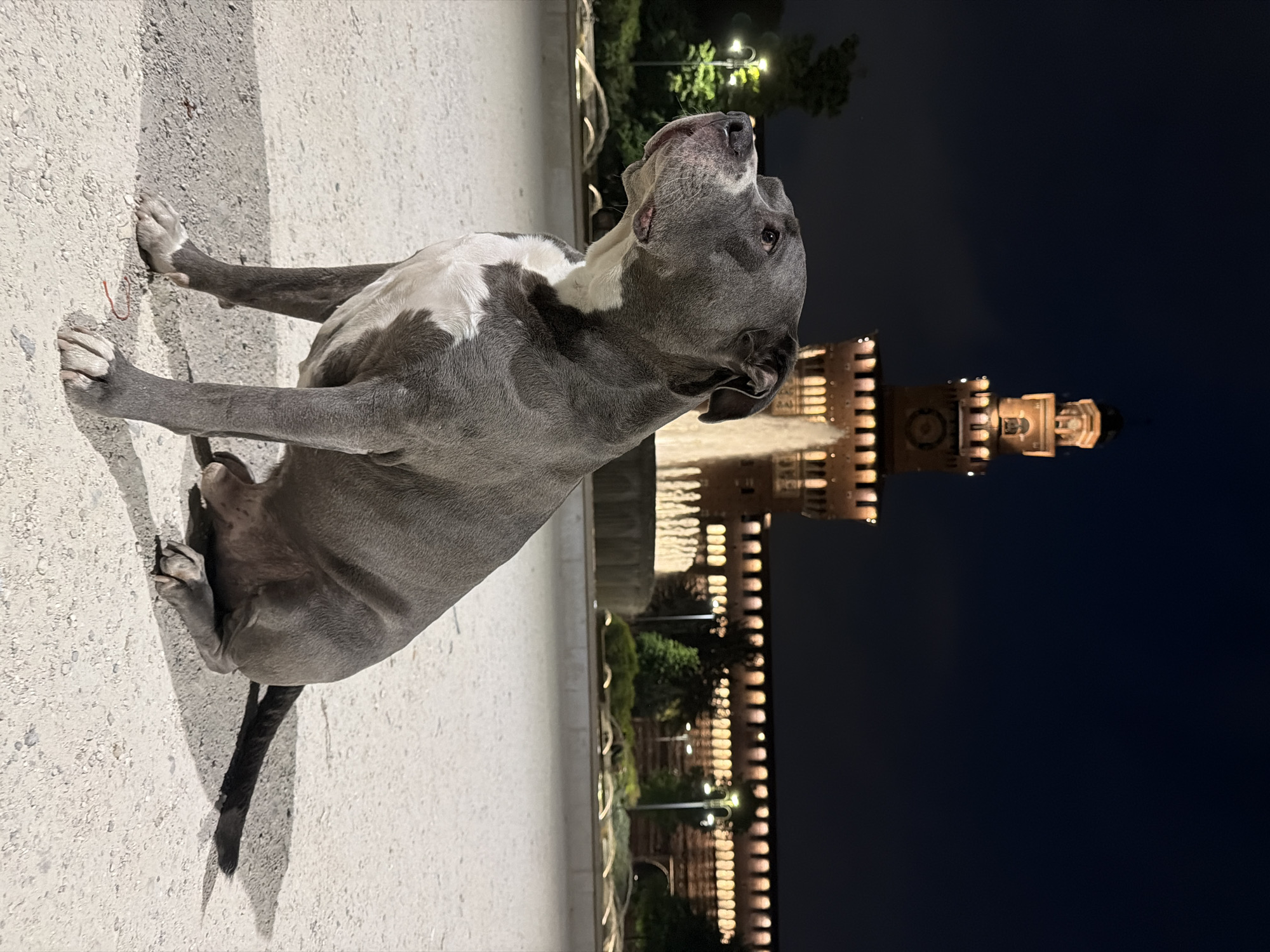 This nighttime image, captured in Milan, Italy, features a large dog with grey and white fur as its primary subject. The dog, appearing to be a Pit Bull or similar breed, is positioned on a light-colored paved surface, possibly concrete or stone, with its front paws extended. Its head is tilted sharply upwards, suggesting it is looking at something above or beyond the frame, with its mouth slightly open.
In the background, a grand architectural structure, characteristic of the Milan Central Station, is prominently illuminated by warm, yellow lights. The building features intricate details and a distinctive tower, standing out against the dark night sky. Several artificial lights, likely streetlights or garden lights, are visible in the midground, illuminating trees and pathways, indicating an urban or landscaped environment. The time of day is clearly night, as evidenced by the dark sky and reliance on artificial lighting. The weather appears clear. The dog's posture conveys a sense of alertness or curiosity. There is no visible text in the image.