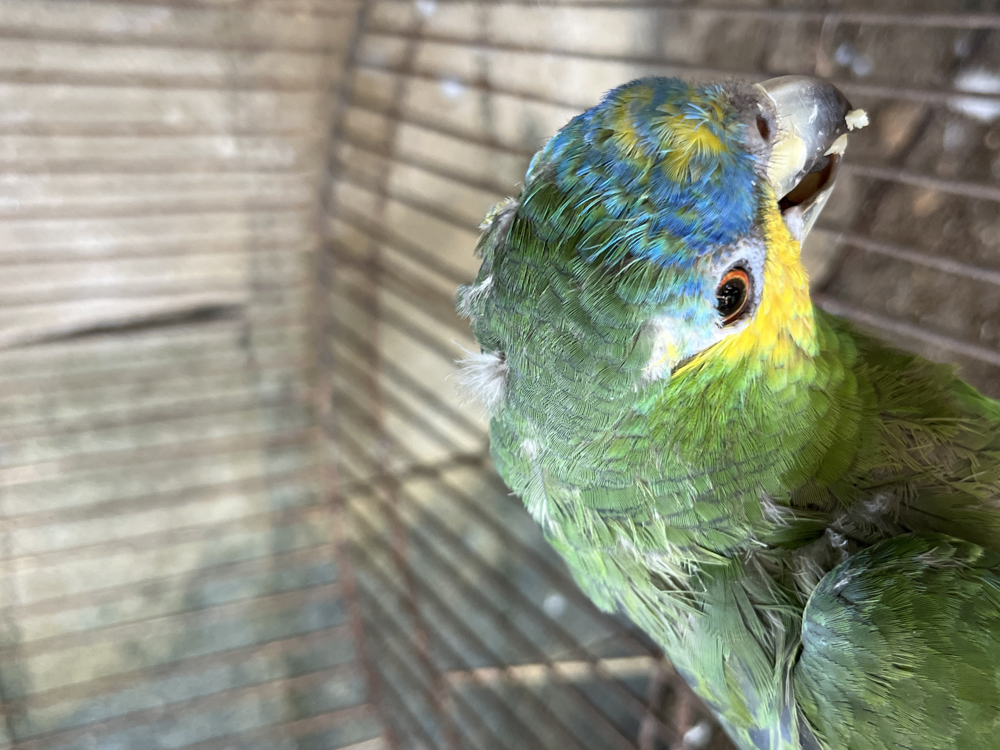 An Amazon parrot, primarily green with blue and yellow accents on its head, is perched within a metal cage. The parrot's beak is slightly open, and a small piece of food is visible. The background of the image consists of the cage bars and a textured, possibly metallic or concrete surface, suggesting an outdoor or partially enclosed environment. The lighting appears natural, casting shadows from the cage onto the parrot. The overall impression is of a close-up, detailed shot of the bird within its enclosure, without any indication of a specific location in Tinaquillo, Venezuela.