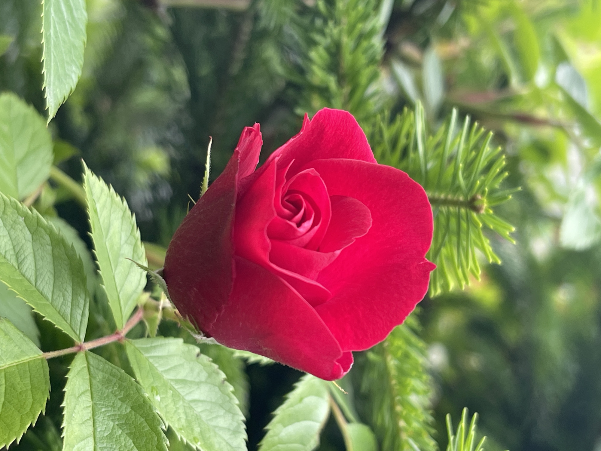 A close-up, vertical shot focuses on a red rosebud. The rosebud is centrally located and takes up a significant portion of the frame. Its petals are tightly furled, revealing the characteristic spiral pattern of a rose's center. The color is a deep, vibrant red, with subtle variations in shade suggesting the texture of the petals.
Behind and around the rosebud, the background is filled with lush green foliage. To the left and right of the rose, there are sharp, needle-like green branches, likely from a conifer such as a spruce or fir tree. These branches have a textured, almost spiky appearance. Interspersed with these sharper green elements are softer, broader green leaves, which appear to belong to the rose bush itself. These leaves are serrated along their edges and have a slightly textured, matte surface.
The lighting appears to be natural and diffused, possibly overcast or taken in shade, as there are no harsh shadows and the colors are rich and even. The depth of field is shallow, with the rosebud being in sharp focus and the background foliage rendered as a soft blur, creating a pleasing bokeh effect. The image conveys a sense of natural beauty and the quiet growth of a garden. The scene is consistent with a garden environment within the city of Bolshoy Kamen, Russia, where such flora would be common. There are no people or animals present in the image.