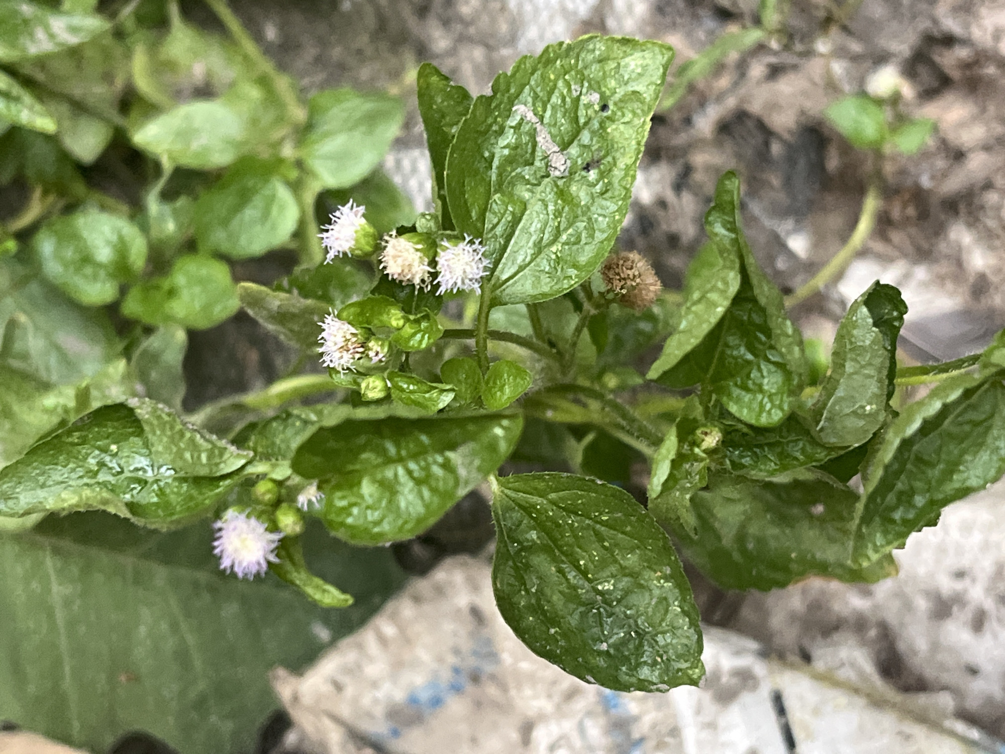 The image depicts a close-up view of a plant with green leaves and small white and purplish flowers. The plant is growing in an outdoor environment, possibly in a garden or along a roadside, with blurry background elements suggesting the presence of soil and debris. The lighting suggests it is daytime. The plant appears to be a wild or ornamental species. There are no people or animals visible in the image. The image was taken in Meliau Hulu, Indonesia.