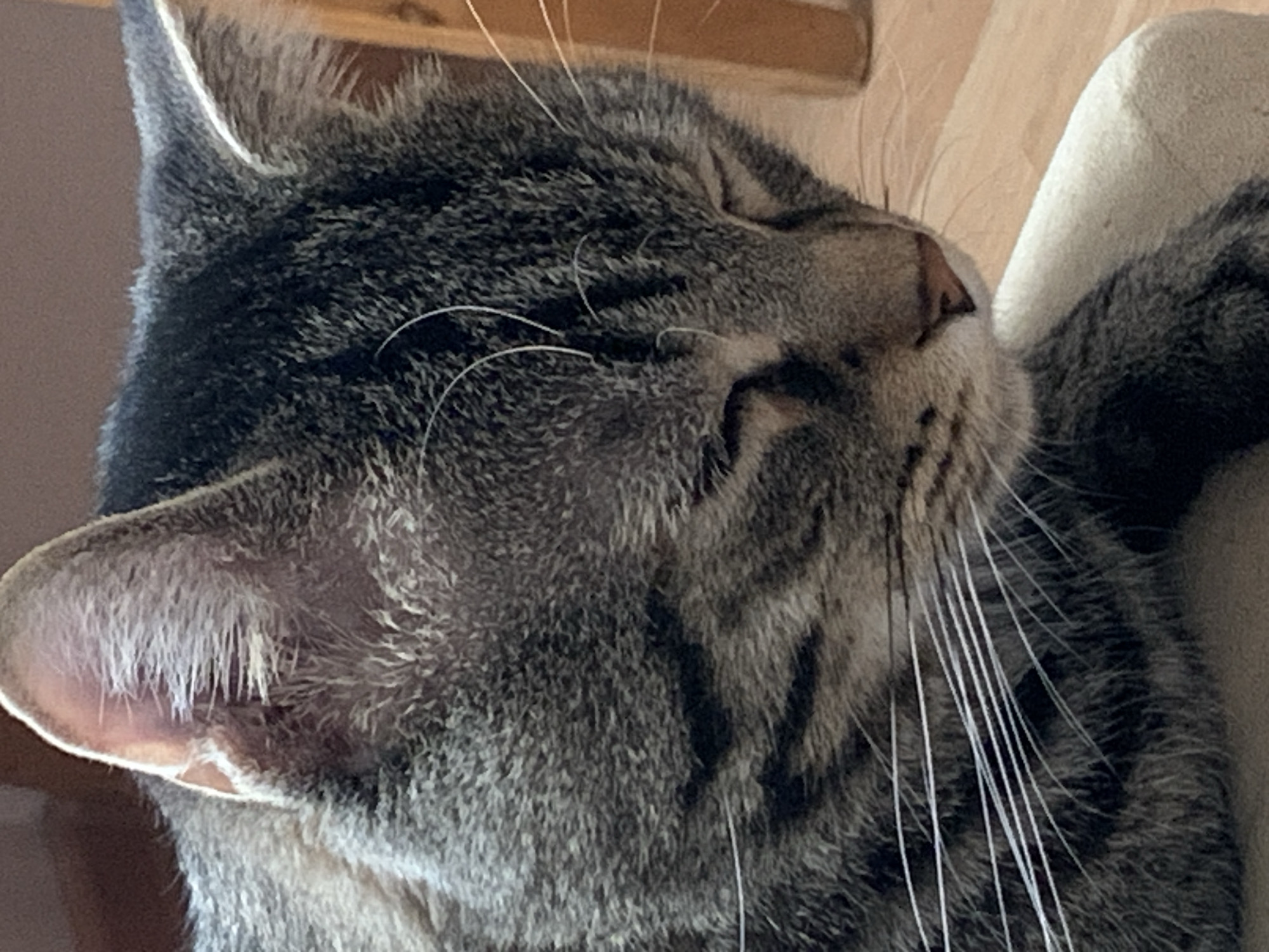 A close-up photograph shows a tabby cat sleeping. The cat's face is turned to the side, and its eyes are closed. Its whiskers are visible. The cat's fur is gray and black. The cat is resting against a soft, cream-colored object. The location is unknown and cannot be determined from the image. The image does not depict the city of Stavropol, Russia, or any identifiable landmark from that area.