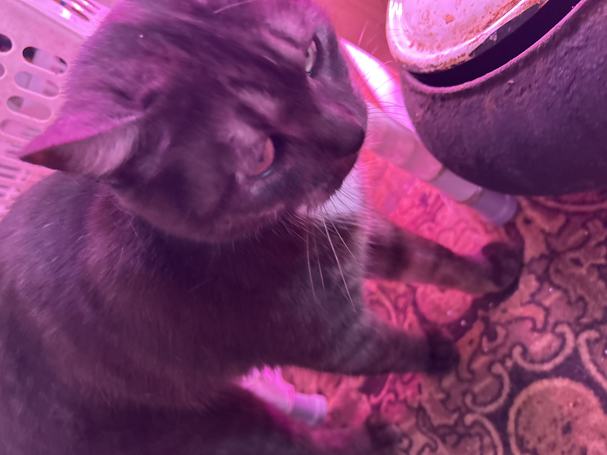 A close-up photograph shows a dark tabby cat with a white chest patch, positioned partially in the frame. The cat is turned to the right, with its face in focus and the rest of its body gradually blurring. The background includes a white plastic basket on the left, a dark metal object with a lighter colored rim on the right, and a patterned surface underneath. The entire scene is bathed in a pink light, possibly due to artificial lighting. The location in the city of Niva, Russia, is not indicated by the image.