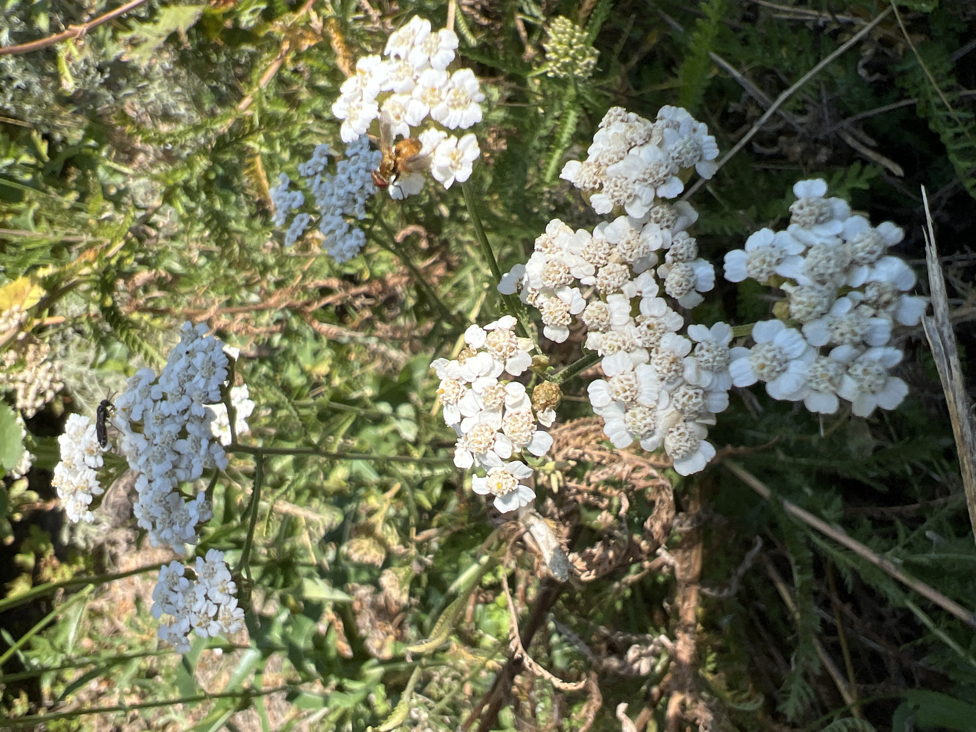 In a sunlit natural environment in Bukhuny, Ukraine, a cluster of white yarrow flowers (Achillea millefolium) is the primary subject. The flowers are arranged in flat-topped clusters, with individual tiny white florets. Among the blossoms, two insects are visible. One is a dark-colored insect, possibly a beetle, perched on a cluster of flowers in the upper left portion of the image. Another insect, appearing to be a fly with orange and brown markings, is positioned on a flower cluster in the mid-right of the frame. The surrounding vegetation is a mix of green and dried foliage, suggesting a wild or uncultivated area. The lighting indicates it is daytime, with sunlight casting shadows and highlighting the textures of the plants and insects. The ground appears to be covered in dry grass and debris.