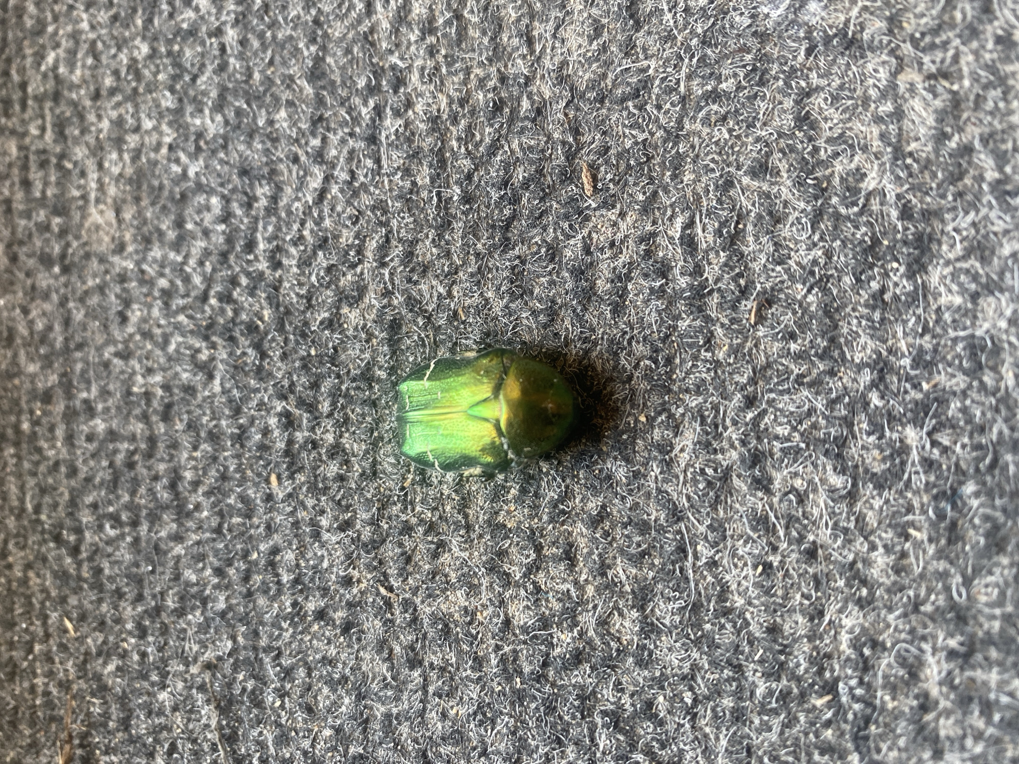 A single, iridescent green beetle lies on a dark, textured surface, possibly carpet or fabric. The beetle is positioned in the center of the frame, oriented with its head towards the bottom of the image. Its metallic exoskeleton reflects light, showing shades of green and gold. The background is uniformly dark and fuzzy, with visible fibers that suggest a coarse material. The lighting appears to be from above, casting subtle shadows. There are no people, actions, or interactions depicted. The image does not contain any information to suggest it is located in Mamontovo, Russia.