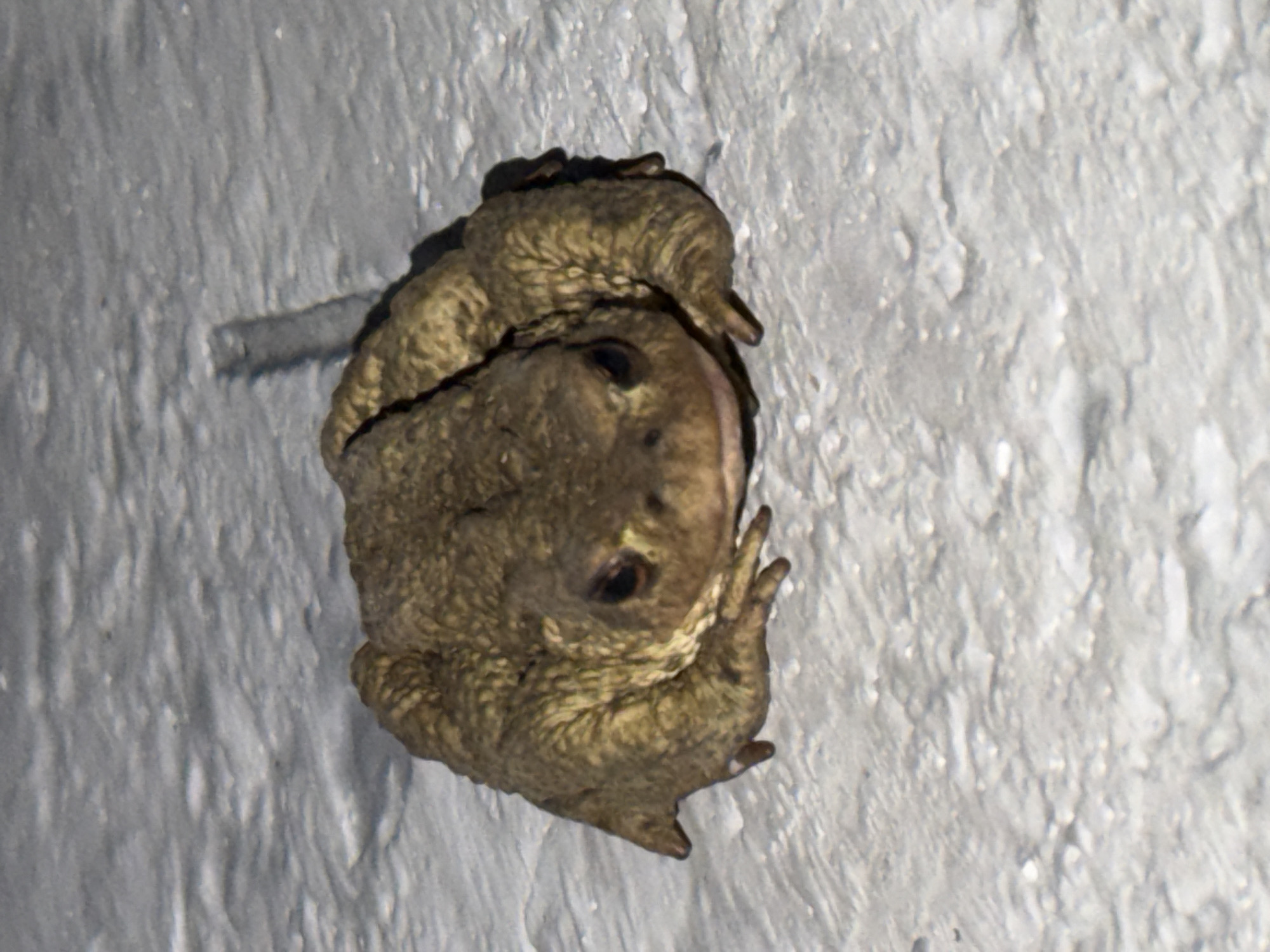 A brown toad sits on a rough, textured, light-colored surface that appears to be concrete or asphalt. The toad is positioned in the center of the frame, facing the camera. Its skin is bumpy and textured, with a mottled brown and green coloration. The toad's eyes are dark and appear to be looking directly at the viewer. Its legs are tucked underneath its body. A shadow is cast to the right of the toad, suggesting an overhead light source. The background is out of focus and consists of the same rough, textured surface. The image appears to have been taken at night or in low light conditions. There is no indication of the city of Tashtagol, Russia, in the image itself.