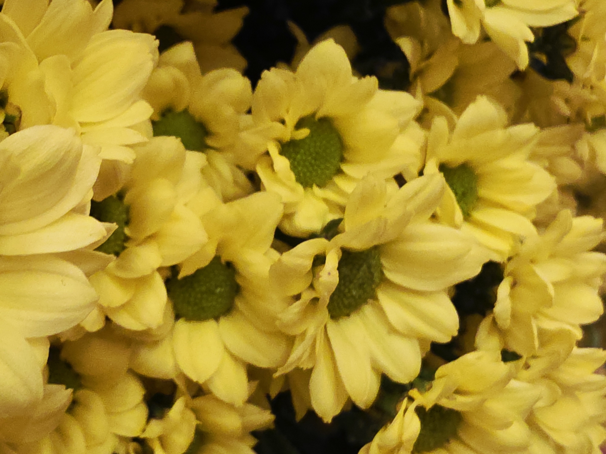 A close-up, full-frame photograph displays a dense cluster of vibrant yellow flowers. The flowers, resembling chrysanthemums or a similar daisy-like species, are tightly packed and fill the entire frame, creating a rich tapestry of petals and colors. Each bloom features numerous soft, bright yellow petals arranged around a distinct, dark green central disc.
The petals exhibit various shades of yellow, from lighter, softer tones to more intense hues, with subtle textures and overlapping forms. The green centers are visibly textured, suggesting tiny florets or a granular surface. The background is dark and out of focus, serving to highlight the bright flowers in the foreground. The shallow depth of field draws the viewer's attention directly to the intricate details of the individual blooms.
The lighting is soft and even, accentuating the fresh appearance and lively color of the flowers. No specific activity or event is depicted; the image is a static portrayal of floral beauty. There are no people, visible text, or discernible location cues, time of day, or weather elements. The image conveys a sense of natural abundance, cheerfulness, and warmth through its dominant yellow palette.