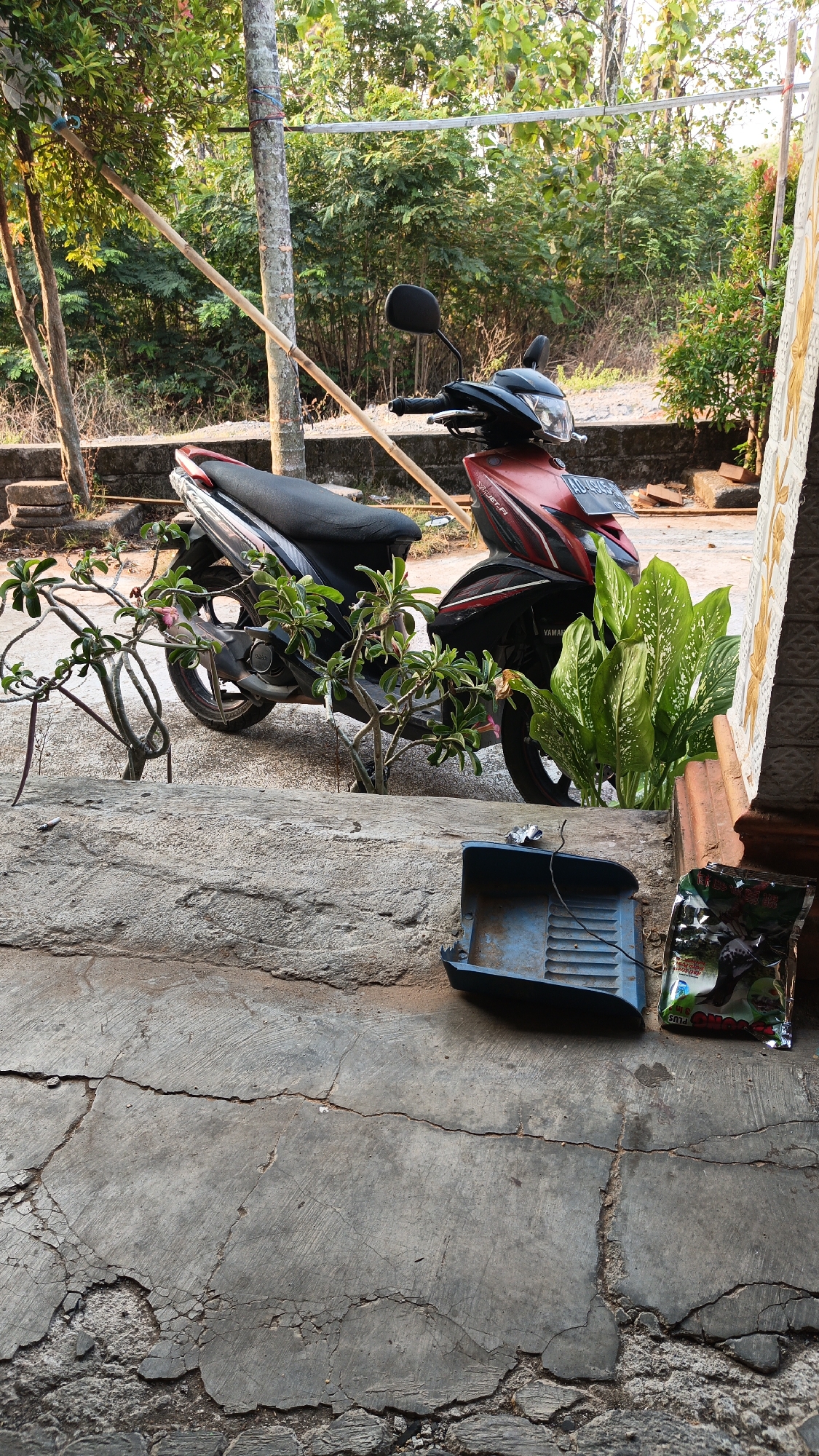 The image shows a red and black Yamaha motorcycle parked outdoors on a cracked concrete surface. To the left of the motorcycle, a thin tree with some branches is visible. Behind the motorcycle, there is lush green foliage and trees, suggesting an outdoor environment in a tropical setting. In the foreground, on the concrete, there is a blue plastic tray and a small packet of what appears to be some kind of snack or food product. The lighting suggests it is daytime, possibly late afternoon due to the shadows. The scene is likely in a residential area or a yard, consistent with a location in Sambi, Indonesia, given the tropical vegetation and the presence of a motorcycle, which is a common mode of transportation there.