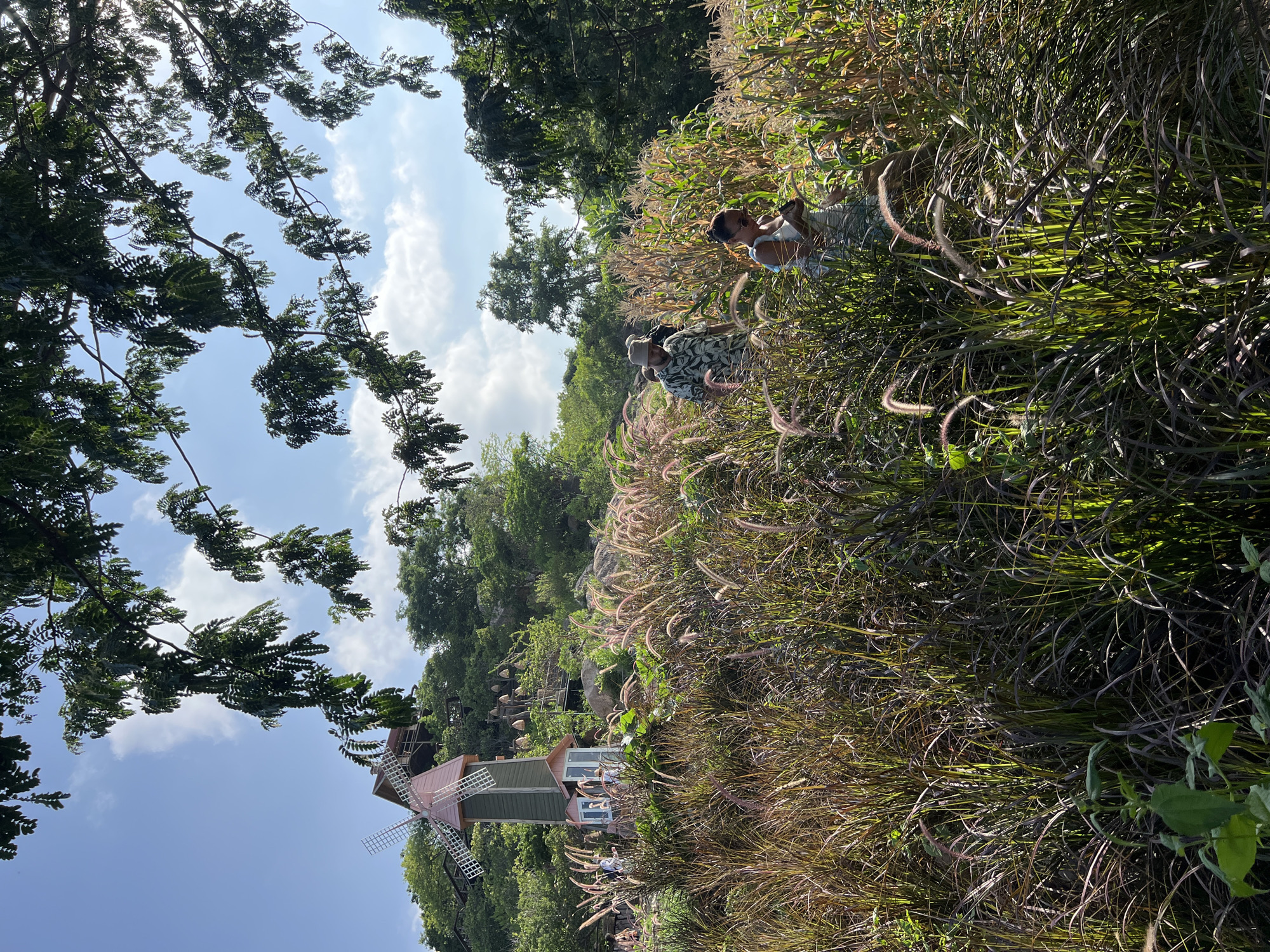This outdoor image depicts a rural or park-like scene under clear, bright daylight in Vĩnh Hải, Vietnam. The foreground is dominated by dense, tall vegetation, primarily consisting of dark reddish-purple ornamental grasses with light-colored seed heads on the left, transitioning to taller green and yellow plants resembling corn or sugarcane on the right.
Two individuals are present in the midground, walking through the tall vegetation. On the left, a male wearing a light-colored bucket hat and a patterned short-sleeved shirt is walking towards the right. To his right and slightly forward, a female with dark hair and sunglasses on her head wears a light-colored, patterned sleeveless top or dress, looking down at an object held in her hands.
In the background, a steep, green hillside is visible, densely covered with trees and foliage. On the lower left slope of the hillside stands a decorative windmill structure with a dark green base, a pink conical roof, and white blades. Adjacent to the windmill, a multi-tiered wooden building with railings is nestled amongst the trees. Further right on the hillside, a series of decorative elements resembling bells or lanterns are suspended in an arc. The top of the image is partially framed by dark green, leafy tree branches from an unseen overhead tree. The sky is bright blue with scattered white clouds.