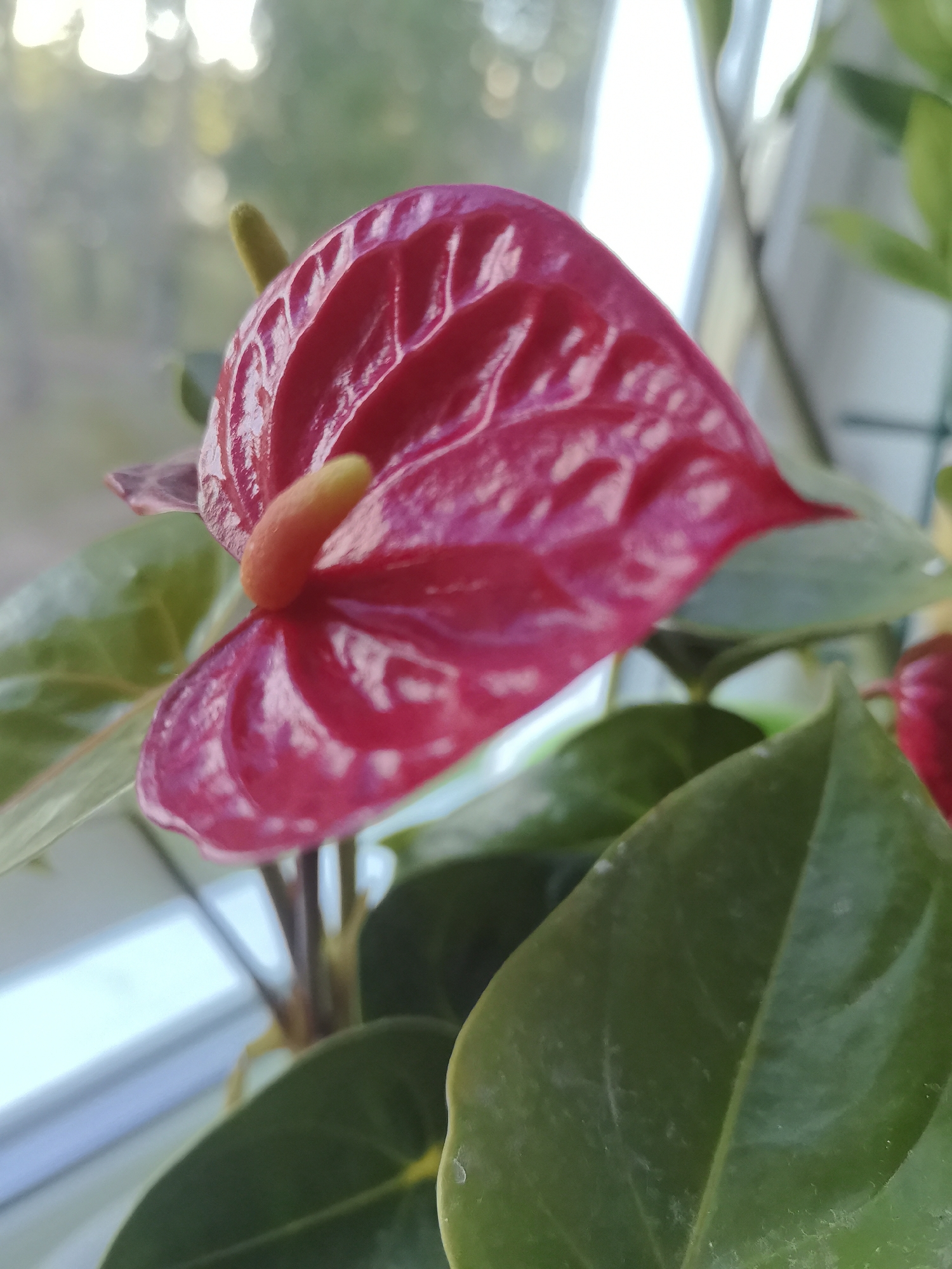 The image is a close-up, indoor shot of a red Anthurium flower with a yellow spadix, positioned in front of a blurred background of greenery and a window. The flower's waxy, heart-shaped spathe is the dominant subject, showing vibrant red hues and subtle white reflections. Several large, dark green leaves of the Anthurium plant are visible, some in sharp focus, others blurred. The overall lighting suggests it is daytime, possibly near a window. There are no people, animals, or any other elements of a city or specific geographic location identifiable within the frame. The setting appears to be a home or office environment where this plant is being cultivated.