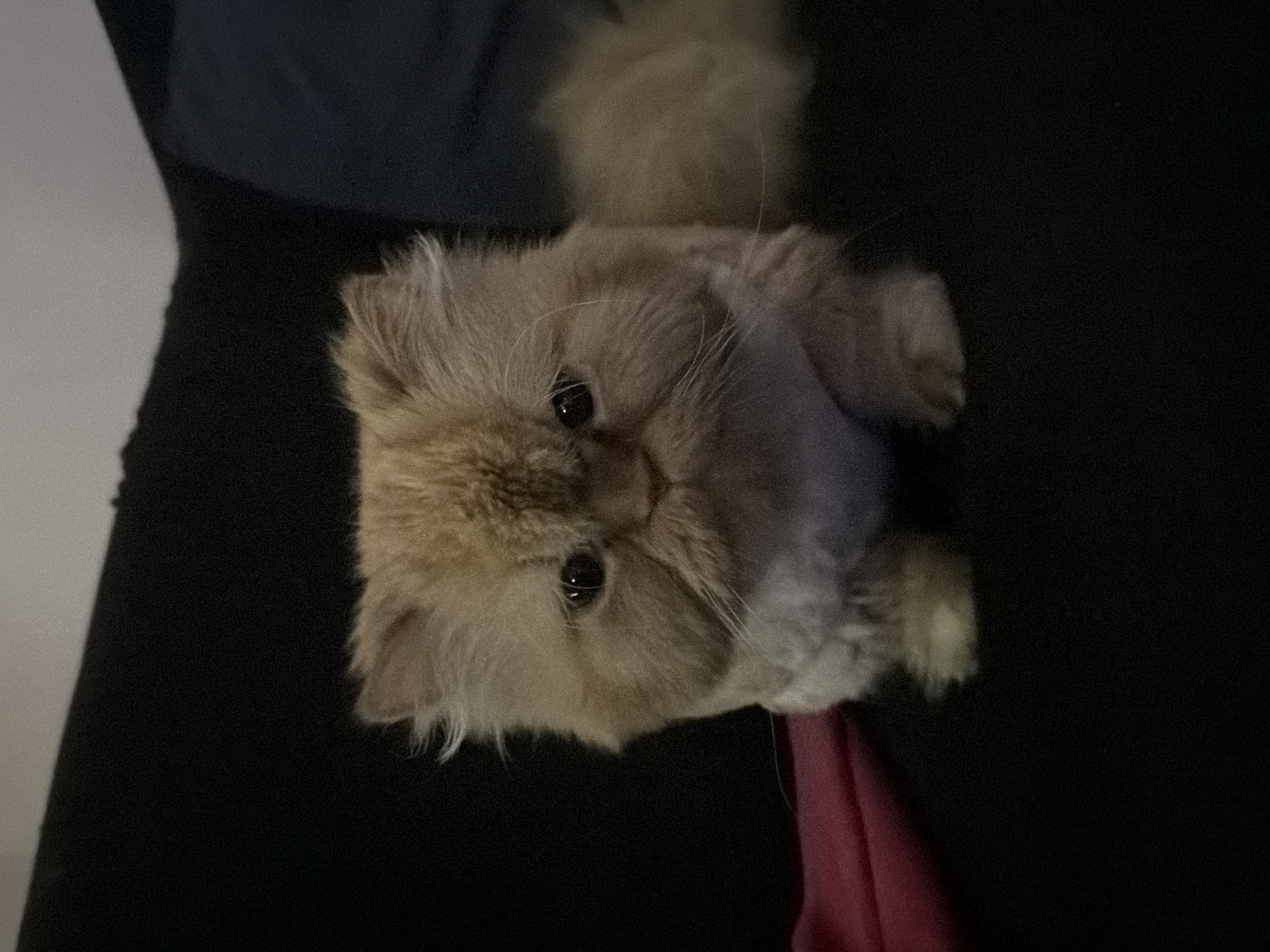 A light orange Persian cat with a flattened face and big eyes is looking up at the camera. The cat is situated against a dark background with hints of navy blue and a small section of red fabric visible near its lower right. It is not possible to determine a location in the city of Sofia, Bulgaria from this image.