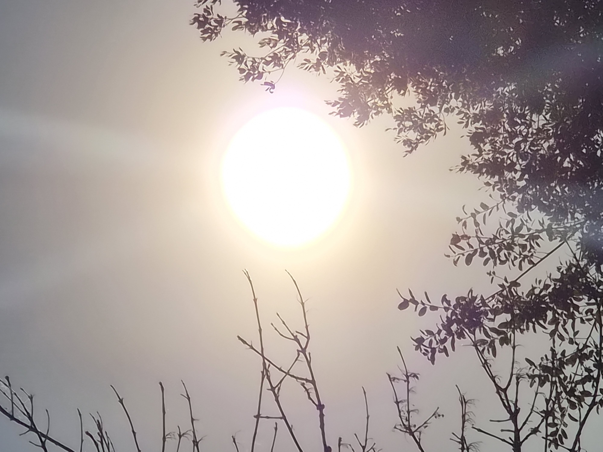 The image displays a view looking upwards at the sun, which is bright and large in the center of the frame. Bare branches from a tree are visible on the left side of the image, silhouetted against the sky. On the right side, foliage from another tree is seen, also silhouetted and partially obscuring the sun. The sky is a hazy, pale yellow, suggesting either dawn, dusk, or a hazy day. There are no people or animals visible in the image. The location is identified as Sanem, Luxembourg.