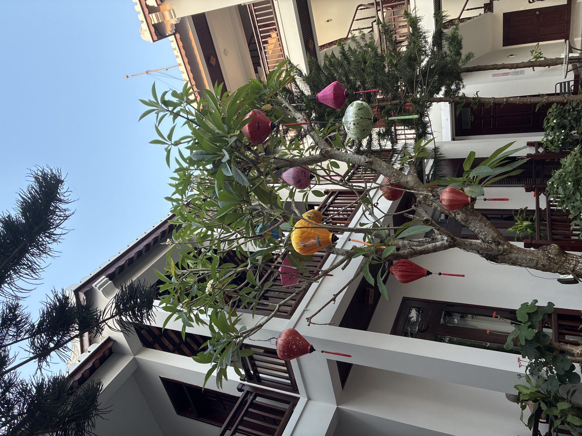 The scene depicts an outdoor space in Hội An Ward, Vietnam, featuring a tree adorned with colorful lanterns suspended amongst the branches. The lanterns are of various shapes and colors: red, pink, yellow, and green. Buildings with multiple stories and balconies surround the tree. The buildings are white with dark brown trim and windows. The sky is clear and blue.
