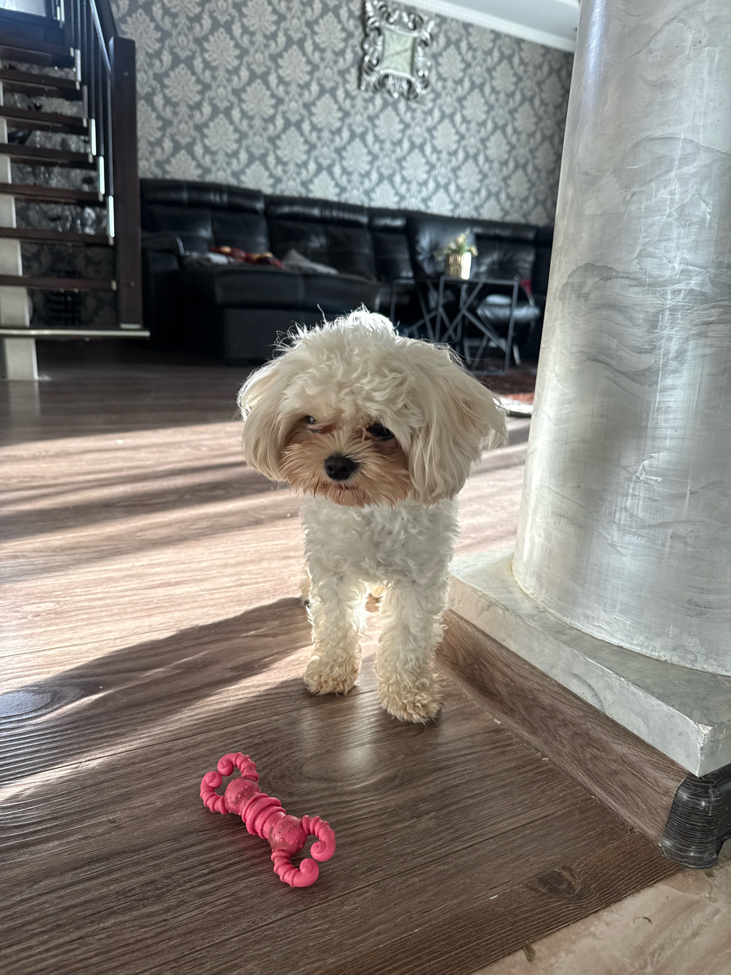 A small, fluffy white dog with brown eyes stands on a wooden floor in an indoor setting. The dog is looking towards the camera. In front of the dog, on the floor, is a bright pink dog toy shaped like a dumbbell. Sunlight streams in from the left, casting distinct shadows across the floor. In the background, a dark leather sofa and a table with some items are visible. A patterned wallpaper adorns the wall behind the sofa. To the right of the dog, a large, textured, light-colored pillar is partially visible. The overall scene appears to be a living room.