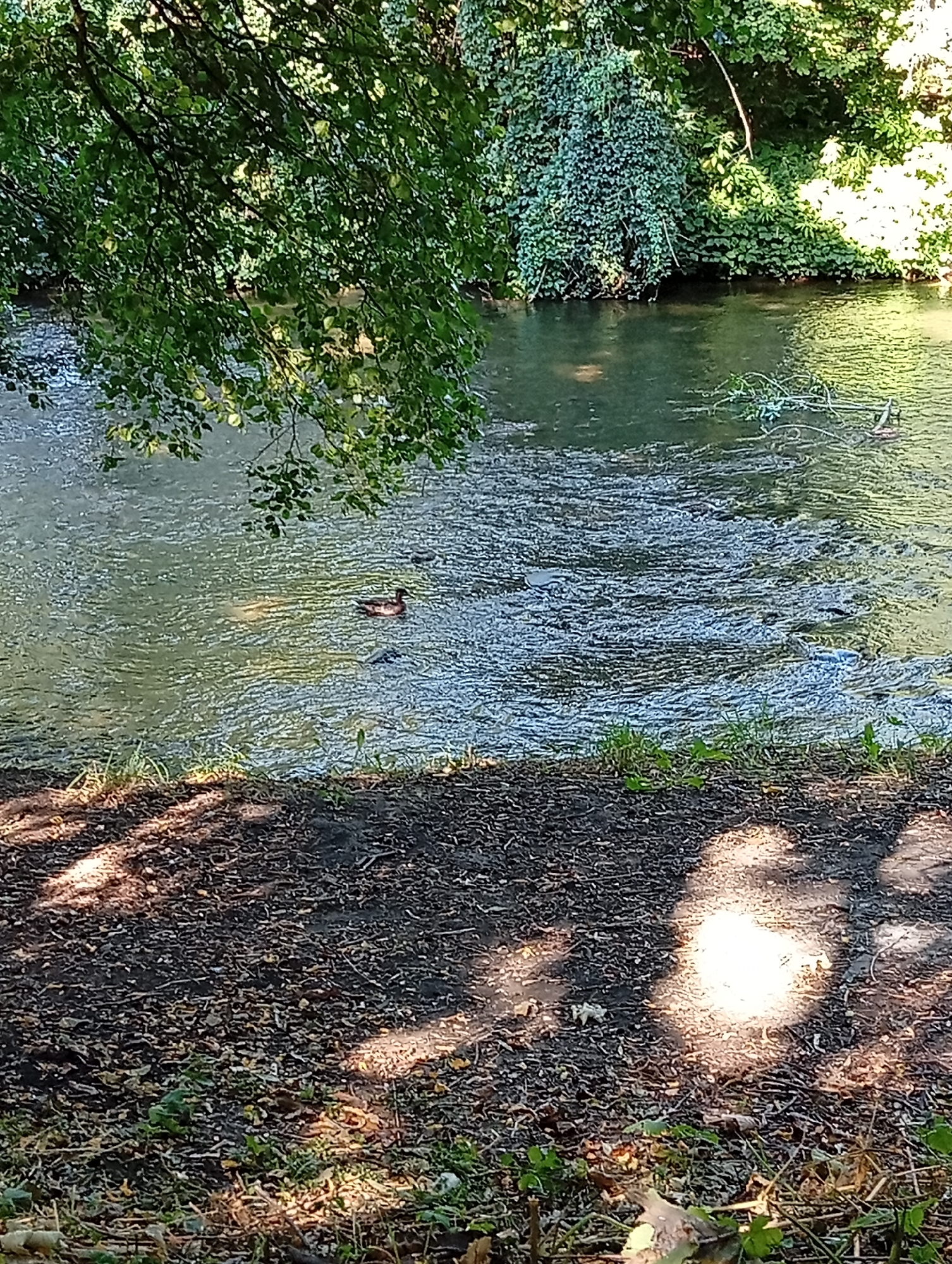 The image depicts a natural scene of a river flowing through a wooded area, likely in Tišnov, Czechia. In the foreground, the ground is covered with dark soil, fallen leaves, and twigs, with dappled sunlight casting shadows. Lush green foliage from overhanging trees partially obscures the upper left portion of the frame. The river, visible in the mid-ground, has a shimmering surface with visible ripples and currents. On the far bank, dense greenery, including ivy and other plants, grows abundantly. A single duck is seen swimming in the river, contributing to the serene, natural ambiance of the location. The overall impression is one of a peaceful, natural environment within or on the outskirts of a city.