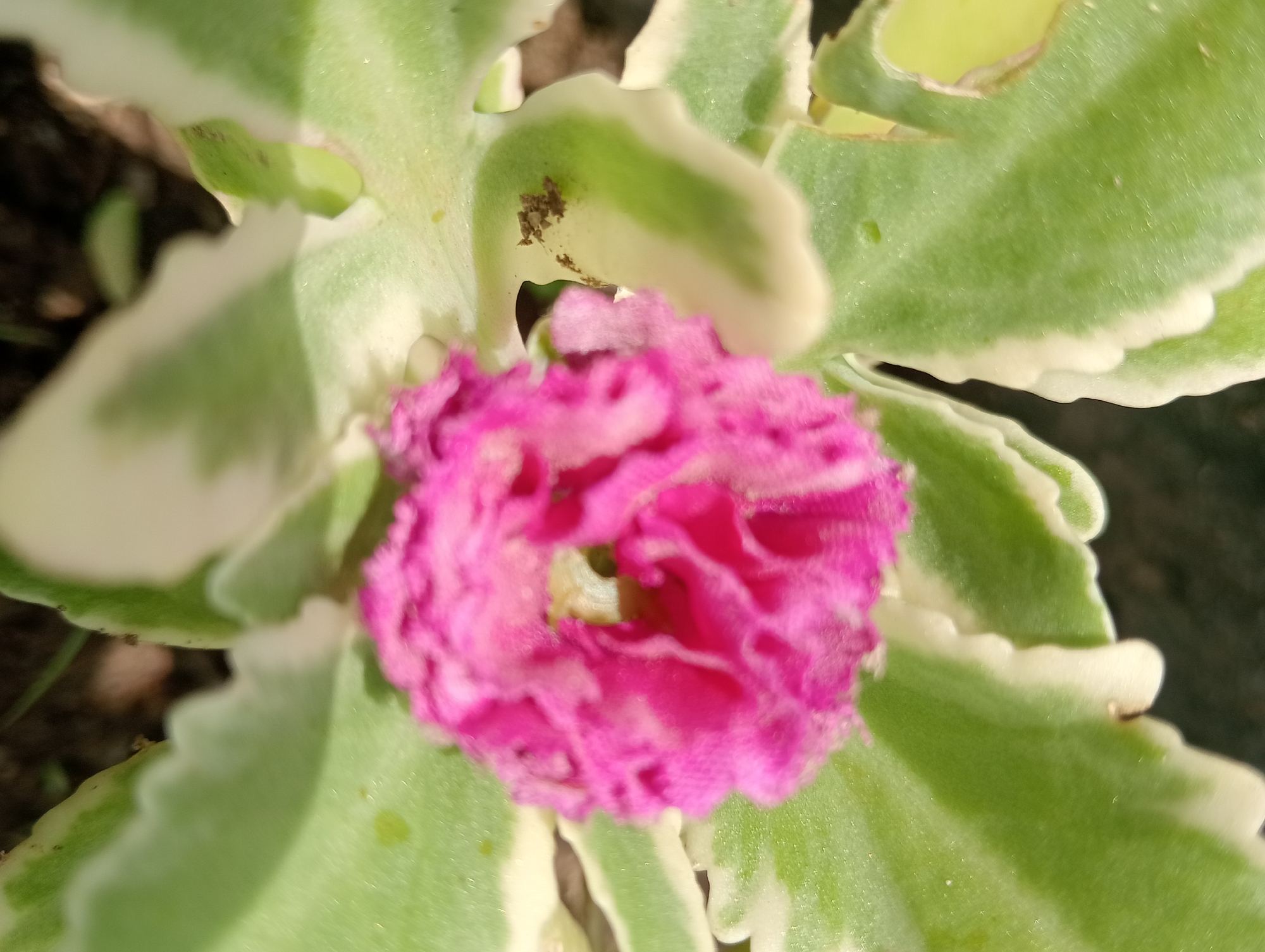 A close-up, top-down shot of a bright pink flower with ruffled petals. The flower is centered in the frame and is slightly out of focus. Around the flower are the variegated leaves of a plant, which are green with white edges. The background is dark and blurry, suggesting it is outdoors in a garden setting. The image was taken in Baratpayaitek, Indonesia.