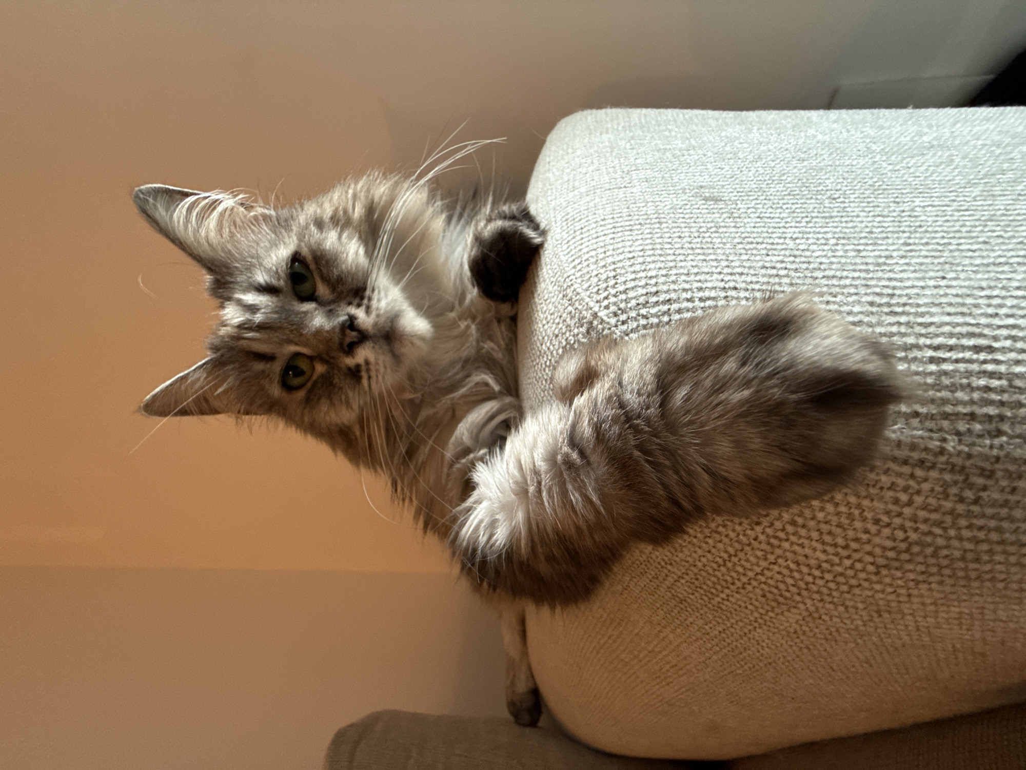 A gray, fluffy cat is clinging to the side of a beige upholstered piece of furniture, possibly a couch or chair. The cat is positioned with its head upside down, looking towards the camera. The cat has long whiskers and green eyes. The background is a plain, light-colored wall. The location and city are unknown.