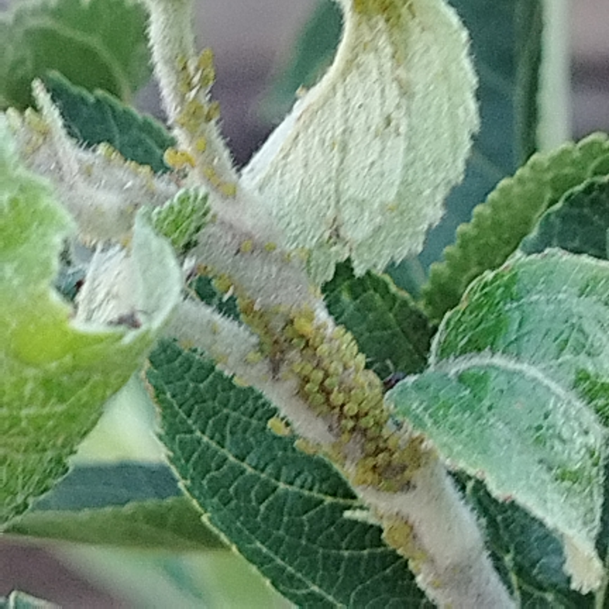 The image shows a close-up view of a plant stem and leaves, likely in a garden or natural setting. The stem is covered in fine hairs and has a cluster of small, yellow-green insects, possibly aphids, feeding on it. The leaves are green and have visible veins. The background is blurred, suggesting the focus is on the plant. The image is a photograph taken in Ekibastuz, Kazakhstan. There are no people or any other discernible objects or actions in the scene.