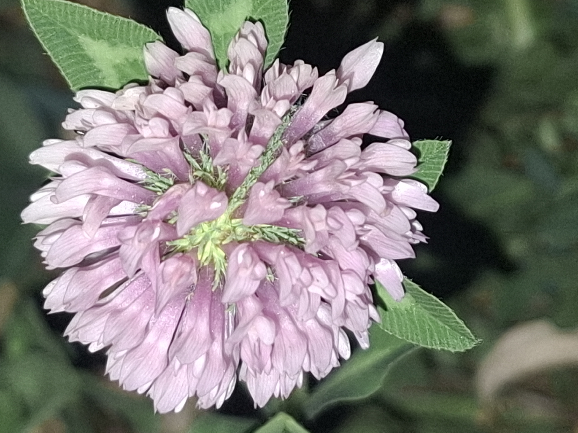 A close-up, slightly out-of-focus photograph captures a pink clover flower in bloom, with green leaves visible in the background. The flower head is spherical and composed of numerous small, delicate pink petals. Some green stems are visible in the center of the flower. Two green clover leaves, one on the right and another partially visible on the left, frame the bloom. The background is a dark, blurred green, suggesting foliage. No specific location in Almaty, Kazakhstan, can be identified from this image.