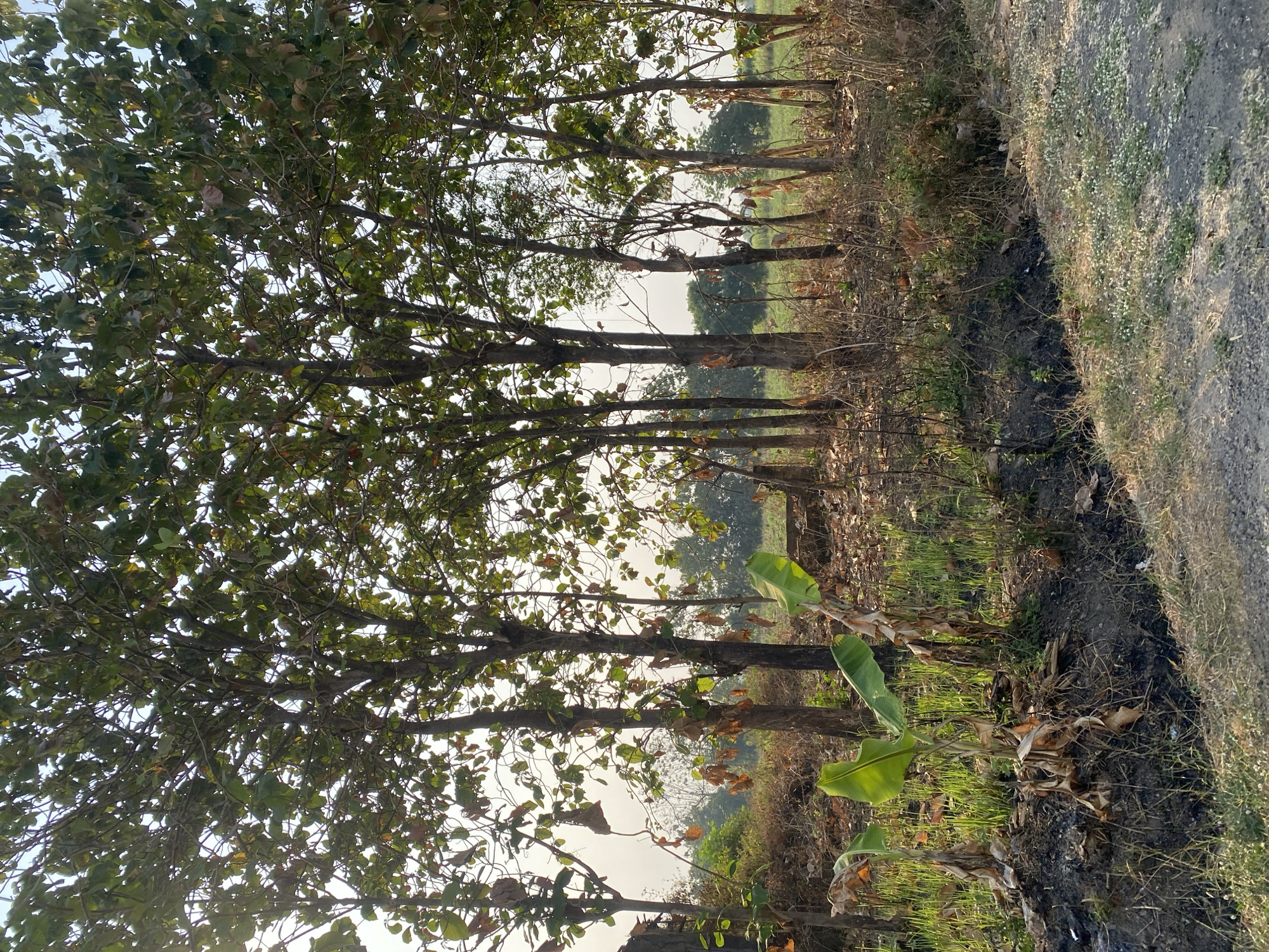 This image depicts a roadside view in Sugihwaras, Indonesia, characterized by a line of trees with full green canopies and sparse undergrowth. In the foreground, a small banana plant with bright green leaves stands out amidst dry, brown vegetation and dark soil. The ground beside the road is covered with gravel and small white flowers. The lighting suggests it is daytime, with the sun filtering through the trees. There are no people or animals visible in the scene. The overall impression is one of a rural or semi-rural environment in a tropical or subtropical region.