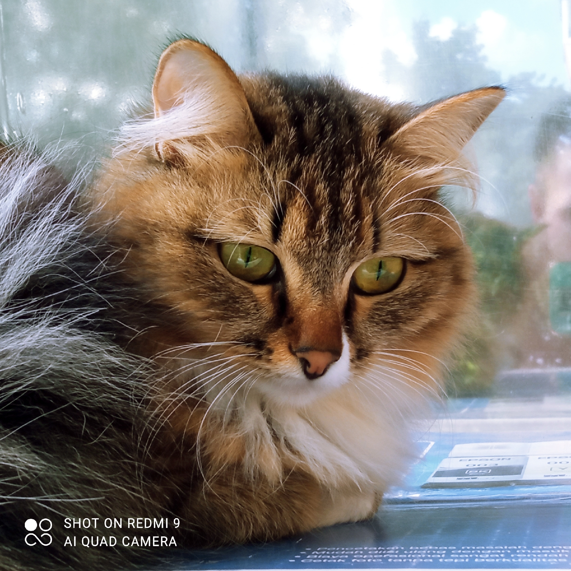 A fluffy, long-haired cat with green eyes and brown and white fur is the subject of this close-up photograph. The cat is looking slightly to the right of the camera, with its ears perked up. The background is blurred and appears to be outdoors, with hints of greenery and possibly a window. The lower left corner of the image contains a watermark that reads "SHOT ON REDMI 9 AI QUAD CAMERA." The cat is resting on a blue surface, which may be a book or a box, as part of it appears to be made of paper with text visible. The image does not contain any information to determine its location in Chaikovsky, Russia.
