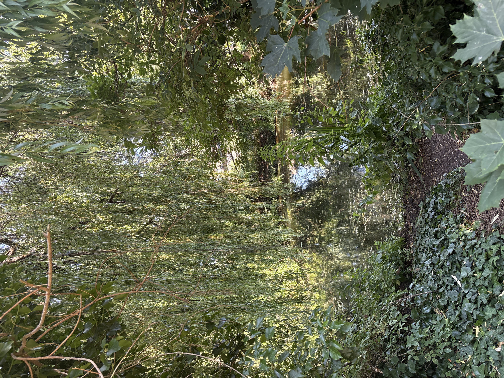 The image depicts a dense, verdant natural scene, likely a riparian area or a wooded pond edge. The foreground is dominated by lush green foliage, including what appears to be weeping willow branches with long, slender leaves, and ivy climbing over a bank. The leaves are in various shades of green, indicating healthy growth.
Reflected in the water, the dense greenery creates a shimmering, abstract pattern of light and shadow. The water's surface is slightly rippled, distorting the reflections of the trees and the sky. Sunlight filters through the leaves, casting dappled light on the water and vegetation.
The scene is characterized by a feeling of tranquility and immersion in nature. The thick foliage suggests a time of year with abundant growth, likely spring or summer. The lighting indicates it could be daytime, with the sun at an angle creating the dappled effects. There is no visible text, people, or distinct objects other than the natural elements themselves. The overall impression is one of a serene and secluded natural environment.