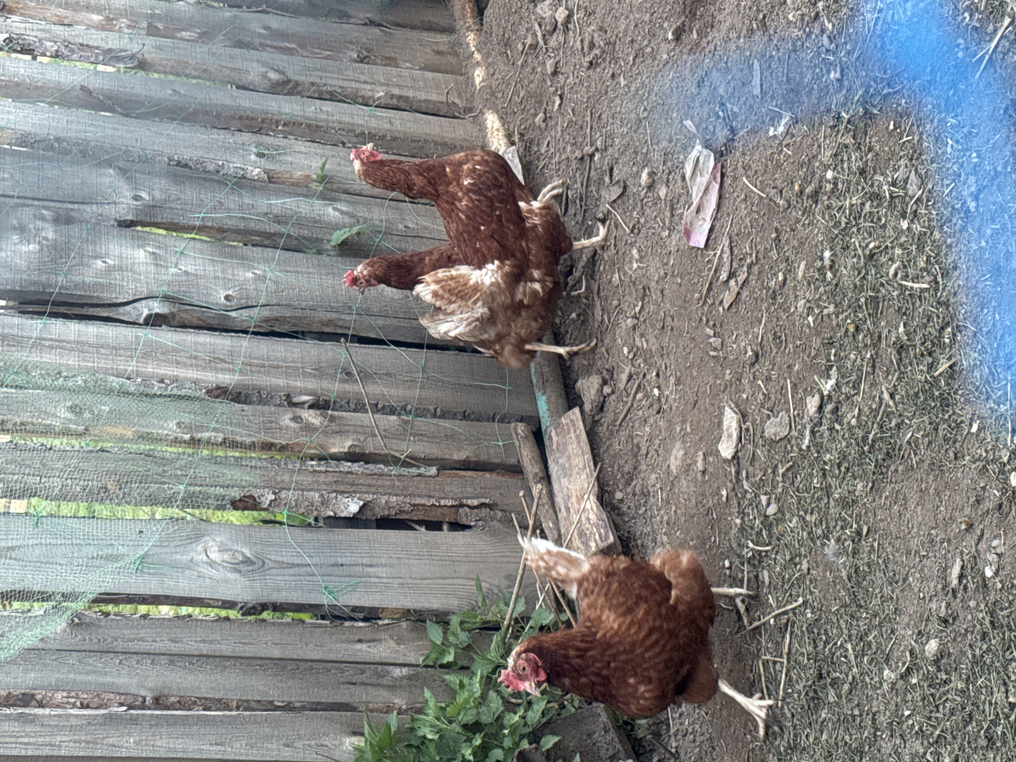 A slightly over-exposed, eye-level, landscape shot features three chickens in a dirt-filled enclosure with a wooden fence. Two chickens are positioned near the fence on the left side of the frame, and another chicken is in the foreground on the lower-right side of the frame. The chickens are brown and appear to be foraging in the dirt. The fence is made of weathered, gray wooden planks with netting attached. The ground is dirt and is littered with small rocks, twigs, and some debris. There is green vegetation visible near the fence. A blue, semi-transparent mark is located in the upper-right corner of the frame. Given the presence of chickens in an enclosure with a wooden fence, it is likely that this is a domestic setting, such as a backyard or small farm in a rural or semi-rural location. It is not possible to confirm the location of Rusalevka, Russia, from this image.