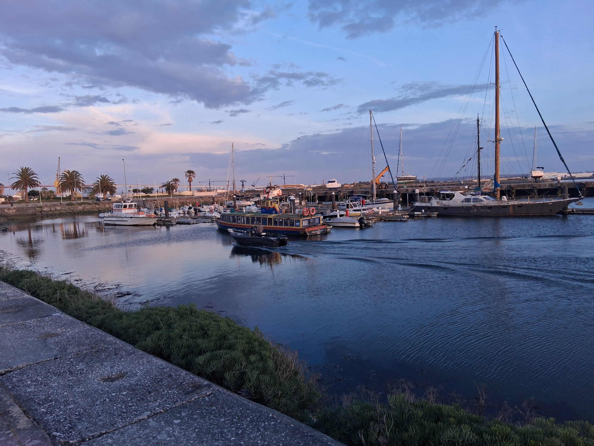 The photograph captures a harbor scene in Figueira da Foz, Portugal, showcasing boats, vegetation, and reflections in the water. In the center, a multi-colored passenger boat is underway, trailing wakes in the water. A smaller, dark-colored speed boat moves ahead of it. Various other boats, including sailboats and yachts, are docked along the pier. In the background, palm trees line the shore near the harbor's edge. The sky is filled with scattered clouds, indicating either early morning or late afternoon light. A concrete barrier and vegetation are visible in the foreground, framing the lower portion of the photograph.