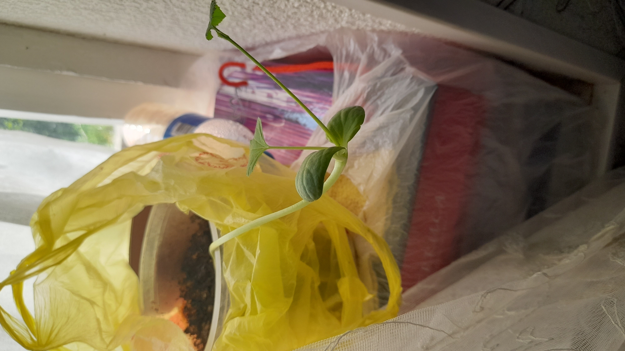 A seedling with two cotyledons and a developing leaf is growing from a clear plastic container, partially obscured by a crumpled yellow plastic bag. The container holds dark soil. In the background, out-of-focus objects include what appears to be a white roll of material, a stack of colorful items, and a white-lined window with a blurry view of greenery outside. The scene is indoors, near a window, possibly on a windowsill. The overall impression is one of an improvised setup for plant growth. There are no people present in the image. The location is specified as Osh City, Kyrgyzstan.