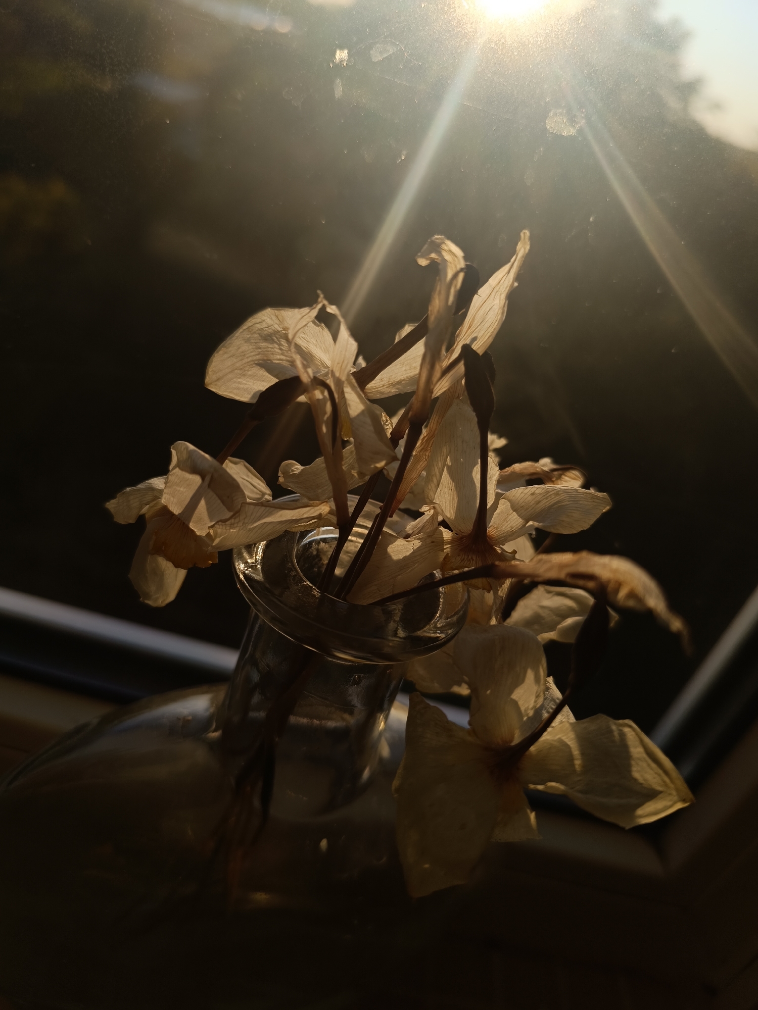 A still life photograph captures a cluster of dried, light-colored flowers in a clear glass vase or bottle, intensely backlit by direct sunlight. The flowers, appearing fragile and translucent, exhibit shriveled petals in hues of off-white and pale yellow-brown, with darker, slender stems. They are arranged compactly within the narrow opening of the glass container, which glistens at its rim under the strong light.
The scene is positioned indoors, with the window acting as the primary light source. The sun, prominently located in the upper right, generates significant lens flare and distinct rays of light that extend across the upper portion of the frame. This powerful backlighting casts the exterior background into deep shadow, rendering it an indistinct, dark expanse. Subtle smudges and dust on the window pane are visible, especially where the light diffuses.
No activity is occurring; the image is a static portrayal. The intense, directional sunlight indicates it is daytime, likely either early morning or late afternoon. The weather is sunny. While the image is provided in the context of Lermontov, Russia, there are no specific visual cues within the photograph itself to confirm this location. The photograph evokes a contemplative mood, highlighting the delicate beauty of withered flowers illuminated by vibrant light. No text is visible in the image.