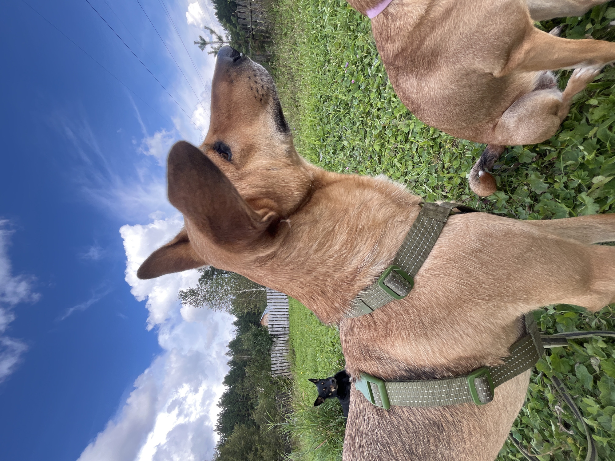 An eye-level, outdoor, medium shot captures a group of dogs in a grassy field under a partly cloudy blue sky. A large, tan dog in the foreground, wearing a green harness, is positioned to the left, facing right, with its head turned away from the camera and its ears perked. To the left and further back, a smaller black dog sits and faces the camera with its ears alert. On the right side of the frame, the hindquarters of another tan dog are visible, wearing a pink collar. The background features a wooden fence, a dense line of trees, and distant power lines against the sky. The scene is located in a rural or park-like setting, consistent with areas on the outskirts of Nizhny Tagil, Russia.