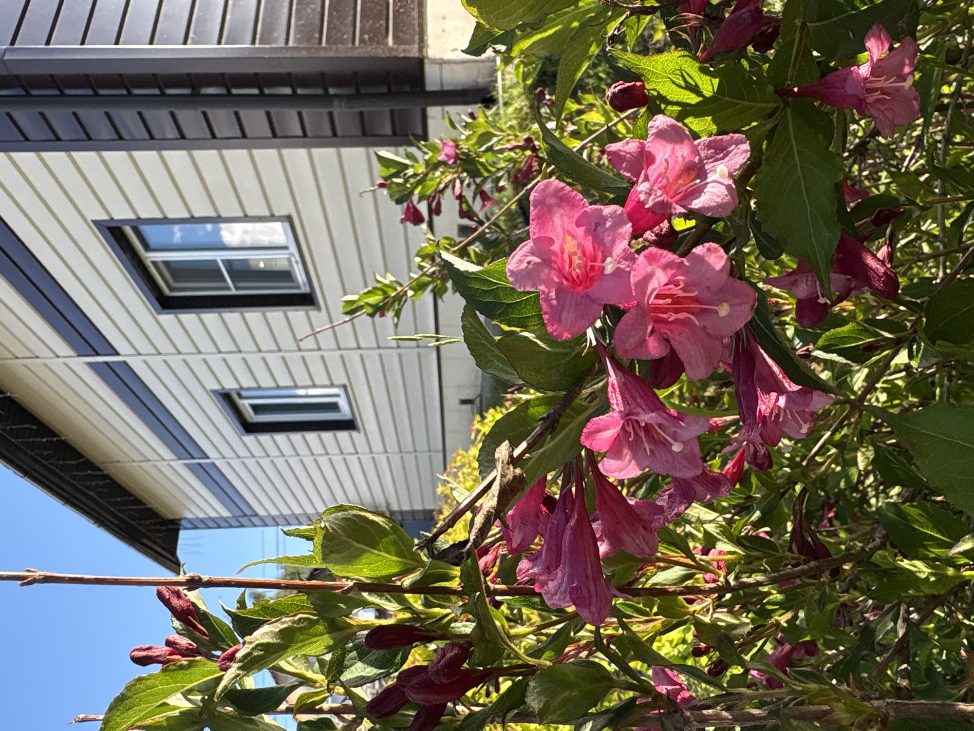 An upward-angled photograph captures a vibrant display of pink flowers and lush green foliage against the backdrop of a modern building and clear blue sky in Chaikovsky, Russia.
In the foreground, a dense cluster of bright pink, bell-shaped flowers, likely Weigela, dominates the right side of the frame. Many flowers are in full bloom, showcasing their delicate petals and visible stamens, while others remain as darker pink buds. These blossoms are interspersed among healthy green leaves, some illuminated by strong sunlight.
The background reveals a section of a building on the left and top. It features light-colored, possibly cream or white, horizontal siding, accented by darker horizontal trim or strips, and a dark roofline. Two small, rectangular windows, possibly skylights or attic windows, are visible within the siding. These windows clearly reflect the bright blue sky and scattered white clouds.
The image depicts a serene outdoor scene on a clear and sunny day, likely during late spring or summer, given the blooming flowers. There are no people or specific activities taking place. No visible text is present in the image.