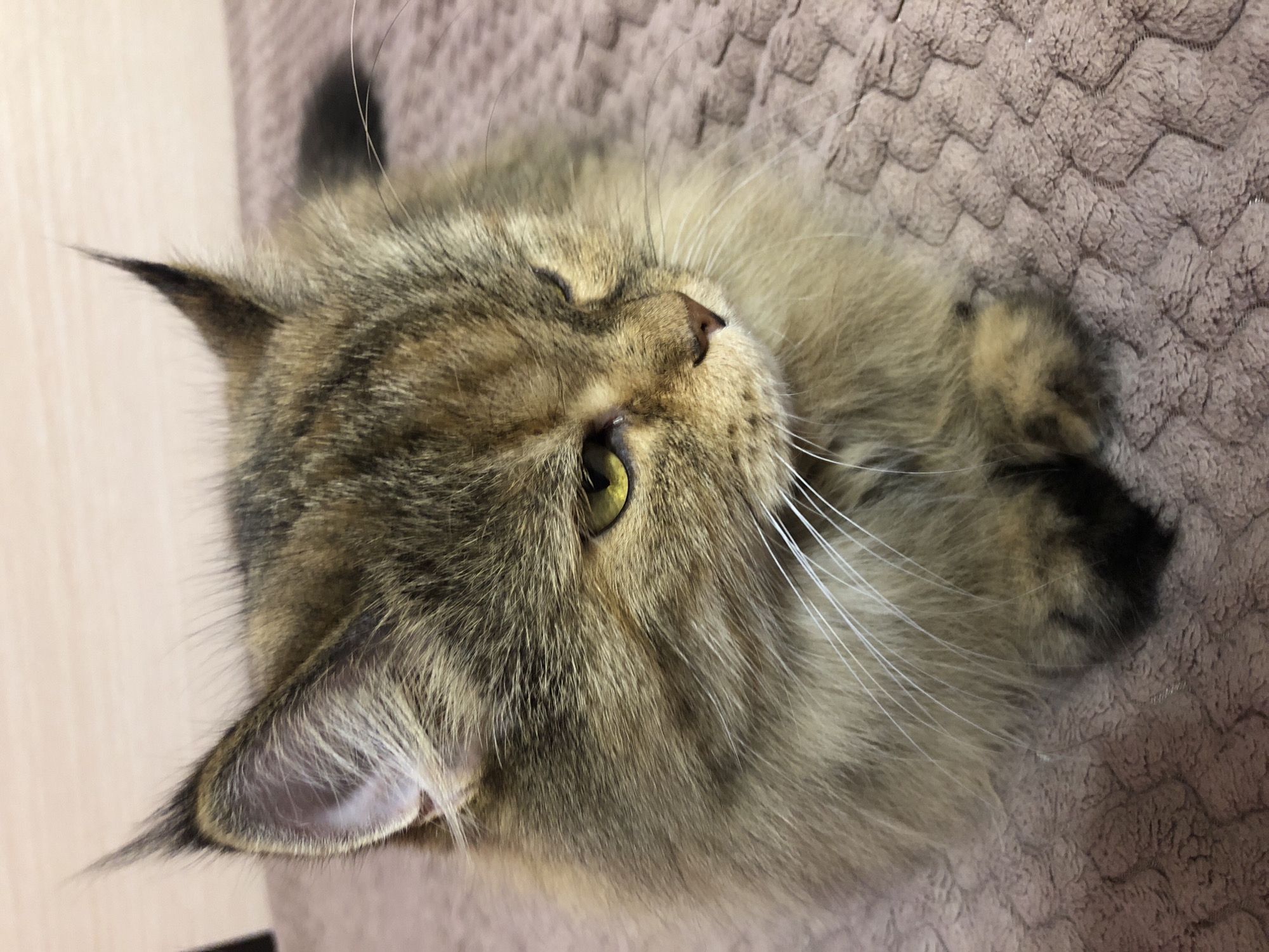 A close-up, eye-level shot shows a fluffy, multi-colored tabby cat lying on a textured, pink blanket. The cat's fur is a mix of brown, black, and tan, with a lighter tan ruff around its face. Its ears are pointed and tipped with black tufts. One eye, a vibrant yellow-green, is clearly visible, while the other is partially closed. Long white whiskers extend from the cat's muzzle. The cat's paws are tucked beneath its chest. The background is a plain, light-colored wall.