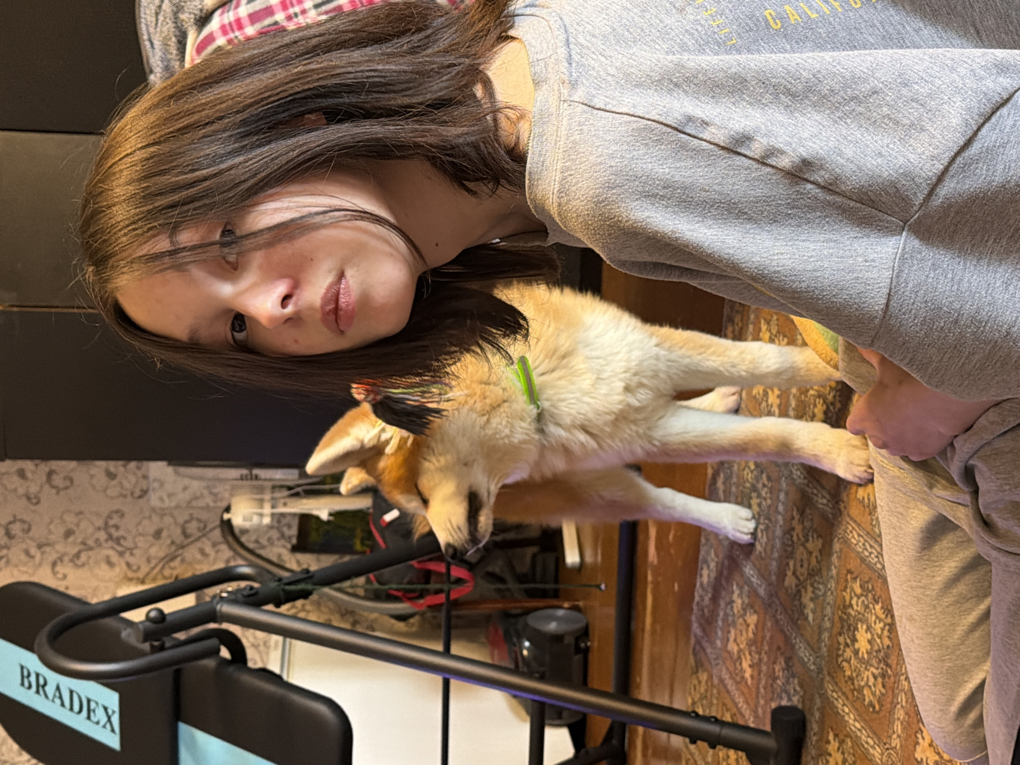 An indoor, vertical shot shows a young person with long, dark hair holding a light-colored dog, likely a Shiba Inu or Akita mix, with a green collar. The person, positioned in the upper left of the frame, wears a grey sweatshirt with partially visible yellow text that appears to say "CALIF..." and matching grey sweatpants. Their expression is neutral, and their gaze is directed towards the viewer. The dog, nestled against the person's body, seems calm or asleep.
The setting is a casual room, possibly a home in Заболотово, Russia. A patterned rug with brown and cream motifs covers the floor, visible beneath the dog and person. In the background, to the left, there's black metal exercise equipment, on which the brand name "BRADEX" is clearly visible in blue text. Behind the person's head, a red and white plaid fabric is discernible. Other background elements include wires and indistinct household items, suggesting an everyday interior environment. The lighting suggests it's daytime. The overall mood is relaxed and intimate between the person and their pet.