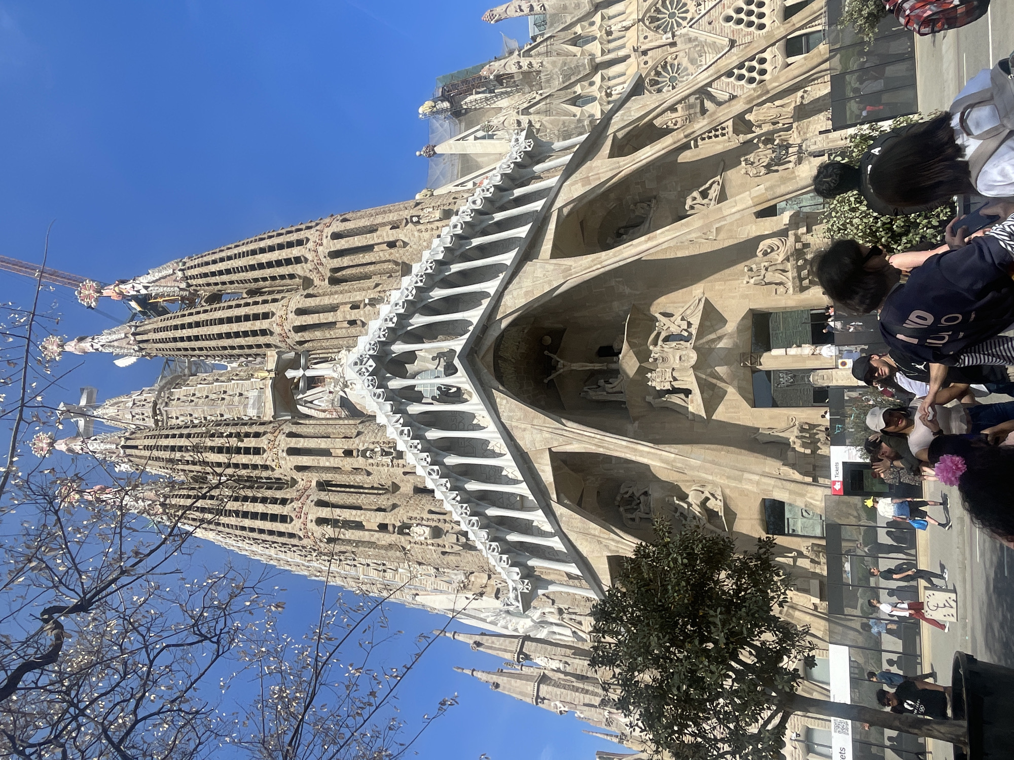 This daytime photograph captures the majestic Sagrada Familia basilica in Barcelona, Spain, under a clear blue sky. The iconic Modernisme architecture dominates the scene, showcasing its elaborate stone facades, towering spires, and intricate sculptural details. A construction crane is visible towards the top-left of the basilica, indicating ongoing work on the landmark.
In the foreground and mid-ground, numerous people are present, appearing to be tourists and visitors. They are seen walking on the sidewalk and street, observing the impressive structure, and gathering in groups. The bright sunlight suggests a sunny day, casting clear shadows.
Bare-branched trees and some with green leaves frame parts of the basilica from the foreground. Adjacent to the main building, modern structures with reflective glass windows can be seen, likely part of the visitor facilities. A red sign with white text clearly displays "Tickets," indicating an area for entry or information. A black trash can is also visible on the street. The overall scene depicts a bustling tourist environment at one of Barcelona's most famous landmarks. Indistinct text, possibly fragments of words, can be seen on some people's clothing and on a white sign held by an individual.