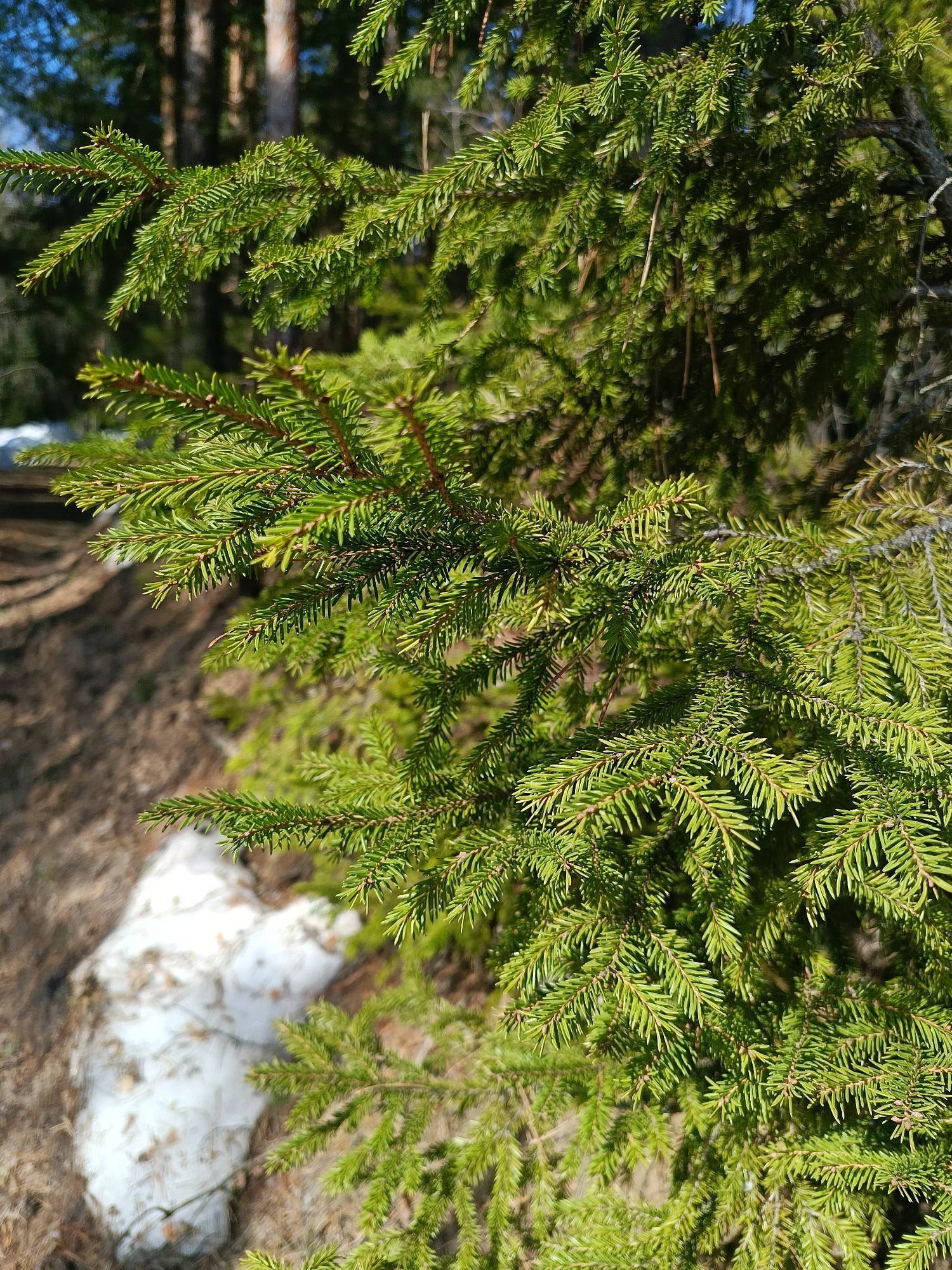 The image presents a close-up view of evergreen branches, likely from a spruce or fir tree, situated in an outdoor environment near Dubovaya, Russia. The needles are a vibrant green, catching the sunlight. The branches are dense and textured. In the background, the ground is visible, with patches of snow melting and exposing the brown earth and vegetation. The trunks of trees can be seen indistinctly in the background, suggesting a forest setting. The scene depicts a natural environment in the transitional phase between winter and spring.