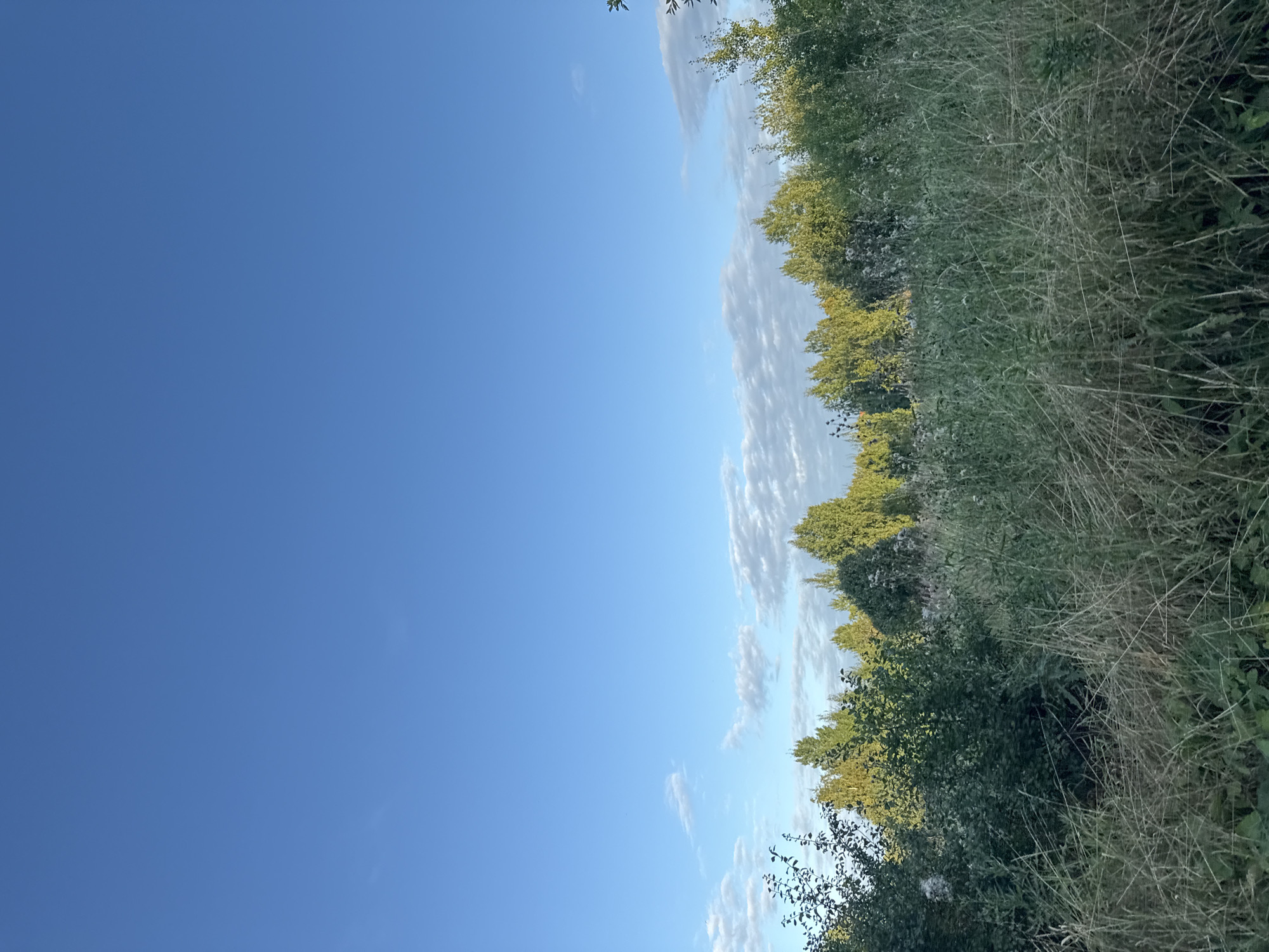 This is a vertical, eye-level, outdoor photograph taken on a clear day in Tallinn, Estonia. The image captures a landscape with a vast, clear blue sky occupying the top two-thirds of the frame. In the lower third, a dense line of trees forms the horizon. These trees vary in height and species, with some appearing as evergreens and others with lighter green foliage. In the foreground, tall, dry grass and other wild vegetation dominate the lower part of the image, indicating a natural or semi-wild environment. A few scattered, wispy white clouds are visible near the horizon, breaking up the expanse of blue sky. The lighting suggests it may be late afternoon or early morning, with sunlight illuminating the tops of the trees. There are no people or visible structures in this image, presenting a serene, natural scene.