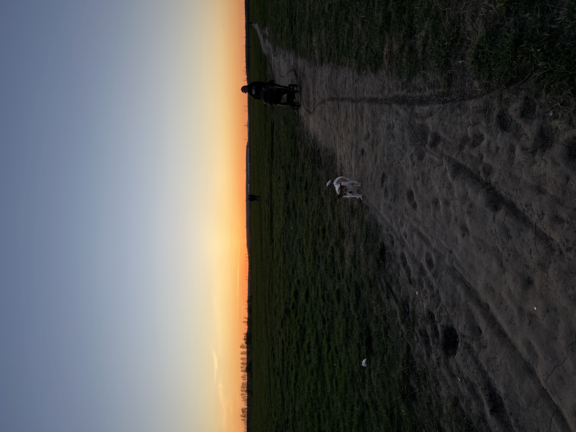 At sunset, a person pushes a stroller along a dirt path in a grassy field. A small dog runs freely near them. The location is identifiable as Saint Petersburg, Russia due to the distinctive flat landscape and low horizon line.