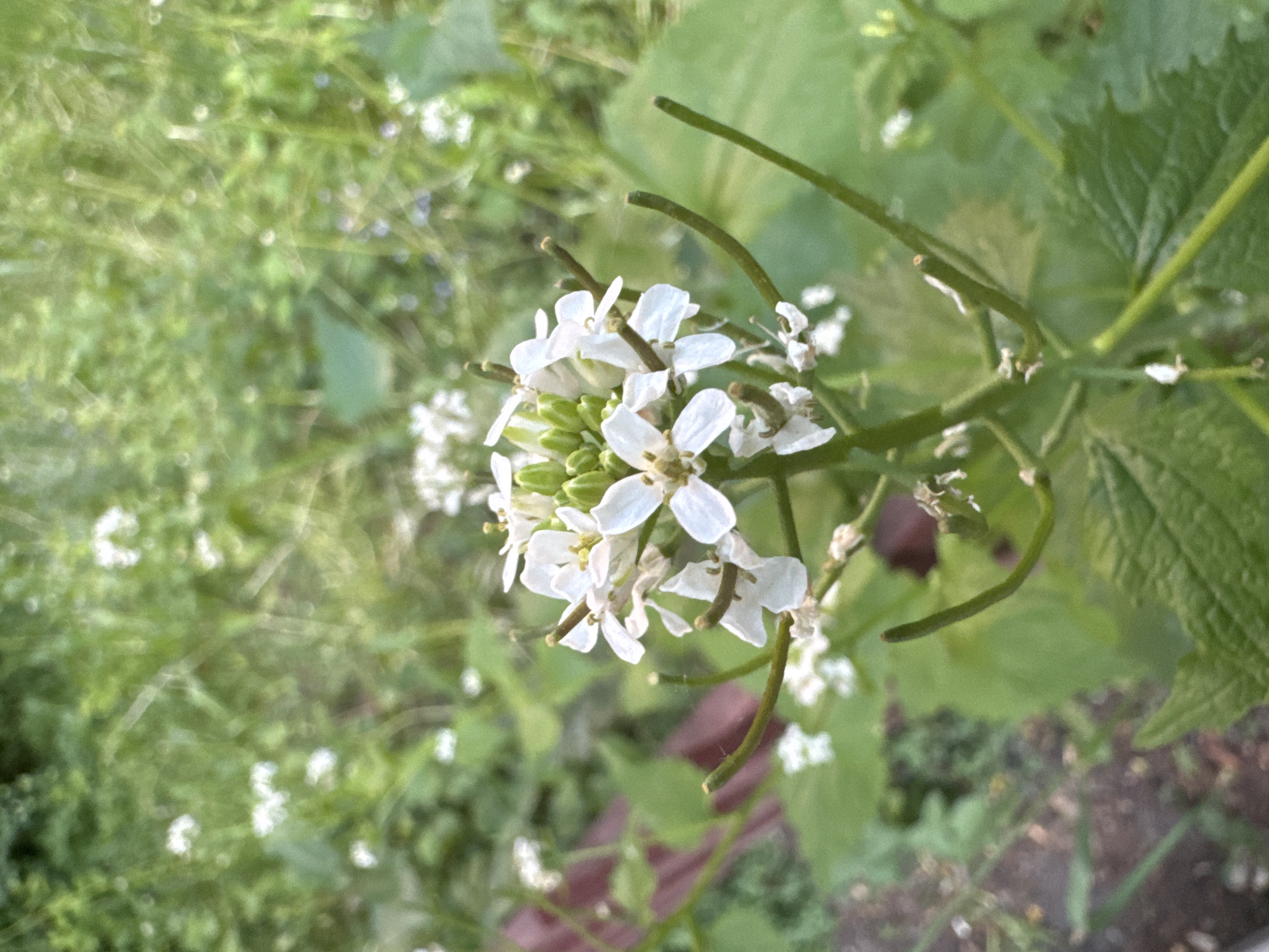 The image shows a cluster of small, white flowers with four petals each, clustered together. Emerging from the flower cluster are long, thin, green seed pods. The background is a mix of green foliage and other white flowers, suggesting a natural outdoor setting. The location is unknown.