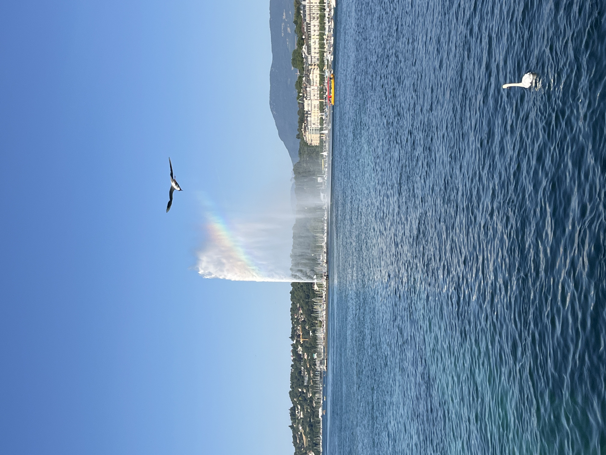 This media file depicts a bright, sunny day in Geneva, Switzerland, with a clear blue sky dominating the left side of the frame. A black and white bird with outstretched wings is captured mid-flight against the expansive sky. To the right of the bird, a water fountain erupts, creating a visible rainbow as sunlight refracts through the water droplets.
The scene transitions to a body of water, likely Lake Geneva, which fills the right side of the image. The water is a deep blue with gentle ripples, reflecting the bright daylight. A solitary white swan glides gracefully on the water's surface, its form distinct against the textured blue.
In the background, along the horizon, a picturesque lakeside town is visible. Buildings with light-colored facades line the shore, nestled against a backdrop of lush green hills that ascend into hazy mountains. The architecture suggests a European setting, consistent with the Geneva location. Boats with white sails are dotted along the shoreline, hinting at leisure activities.
The time of day appears to be late morning or early afternoon, given the strong sunlight and clear sky, indicating fair weather. The overall mood is serene and idyllic, showcasing the natural beauty and urban charm of the lakeside city. There is no visible text in the media file.