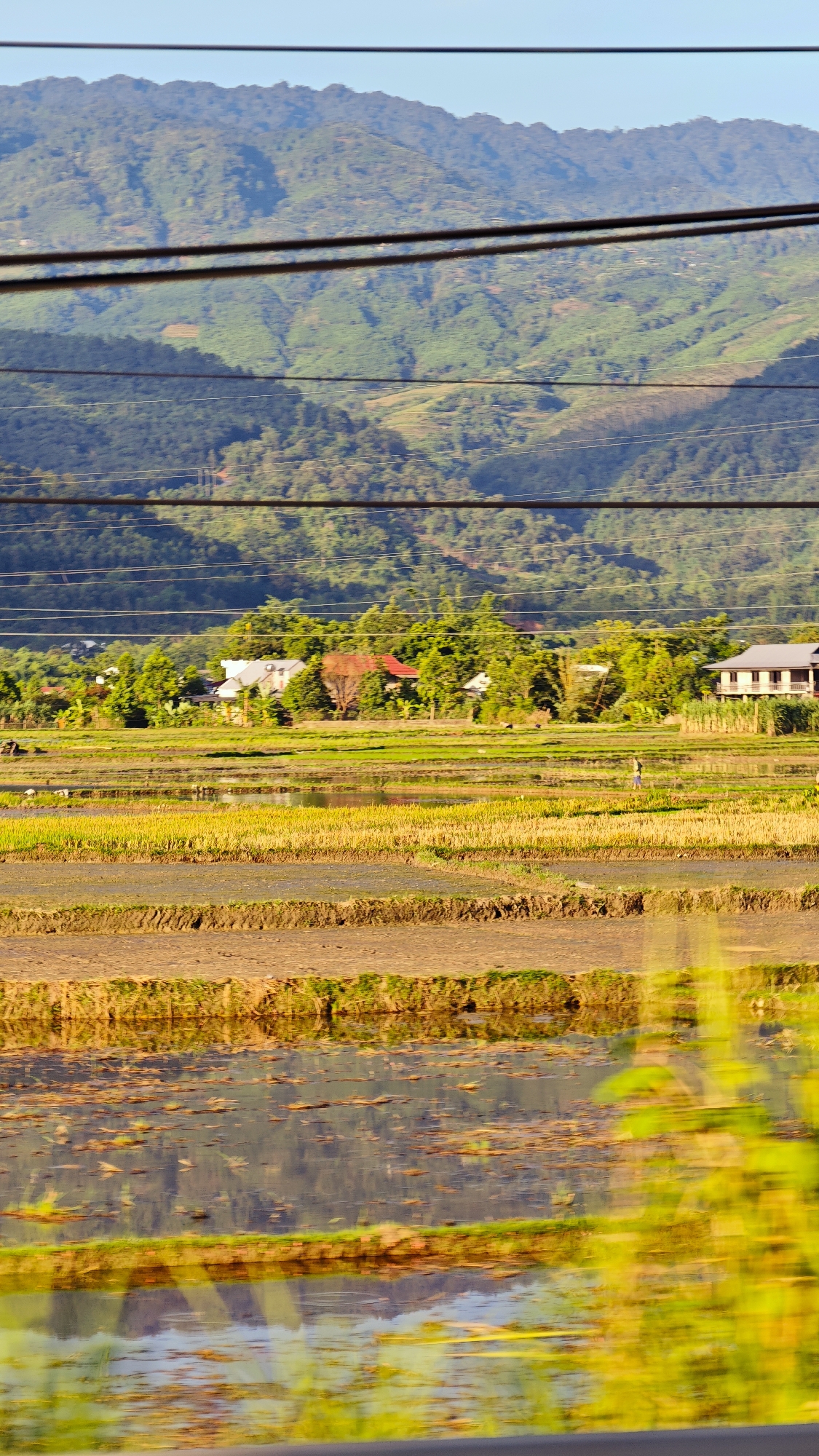 This image depicts a rural landscape near Bản Hẻo, Vietnam, observed through an apparent barrier or window evidenced by several horizontal dark lines (likely power or utility cables) spanning the frame from the foreground to the mid-ground.
The scene is dominated by a series of terraced rice paddies in the mid-ground, presenting varying stages of cultivation. Some paddies are flooded with water, reflecting the sky and distant elements, while others are dry, tilled earth or contain short, golden-brown stubble, suggesting recent harvesting or preparation for planting. Patches of greener, more mature vegetation are also visible within the fields. Debris, possibly plant matter, is scattered across the surface of some water-filled paddies. One individual, small in scale due to distance, is visible standing or walking within a flooded paddy field towards the right side of the frame, clad in dark clothing.
Behind the rice paddies, a village settlement is nestled amidst dense green foliage, primarily trees and shrubs. Several houses are visible, some featuring multi-story designs, and at least one structure on the far right appears to be elevated on stilts. Roofs display varying colors, including grey and reddish-brown.
The background is dominated by a prominent, undulating mountain range, covered extensively in dense, dark green forestation. Sections of the mountains are illuminated by direct sunlight, while other parts are in shadow, indicating a low sun angle (either morning or late afternoon). The sky above the mountains is a clear, light blue.
The very bottom edge of the image exhibits significant motion blur and reflections, suggesting the photograph was taken from a moving vehicle or through a reflective surface, contributing to the distorted yellow-green hues in the lowest section.