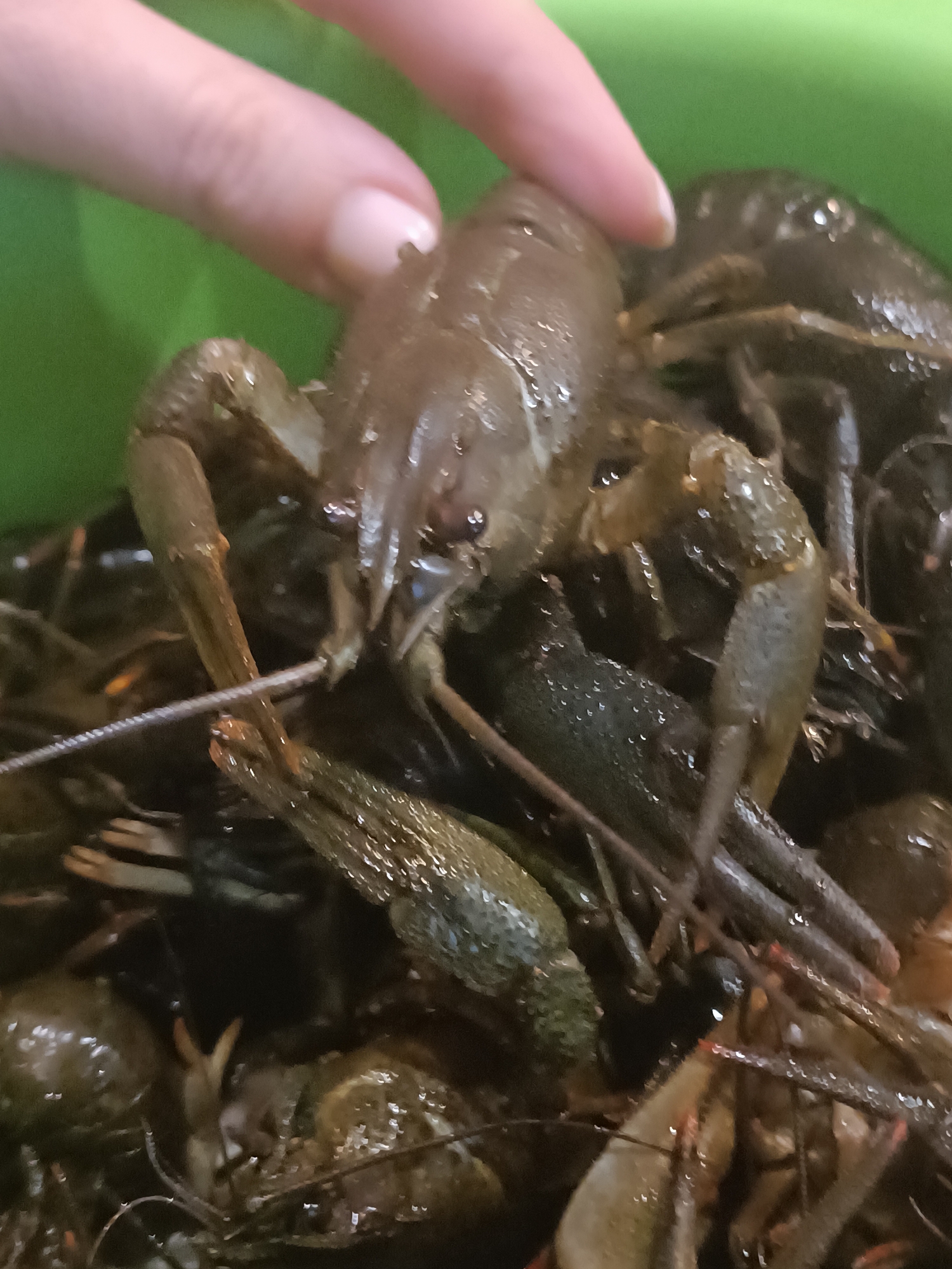 A person's hand is in the upper left of the frame, touching a pile of live crayfish in a green container. The crayfish are dark brown and appear wet, with visible antennae and claws. The focus is on the crayfish, with the hand and container serving as background elements.
