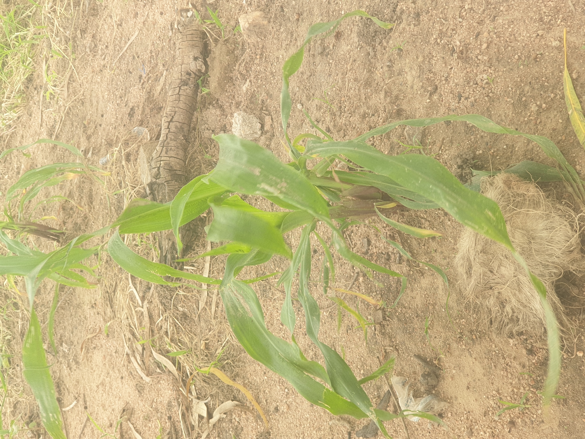 A close-up, ground-level shot features young corn plants growing in sandy soil. The plants are slender with long, green leaves that show some yellowing and spotting, suggesting potential stress or disease. The soil is dry and appears rocky, with scattered dry grass, a piece of decaying wood, and a crumpled plastic bag. The background is blurred, showing more of the same environment. The lighting is muted, creating an overall dusty, arid atmosphere. No people are present.