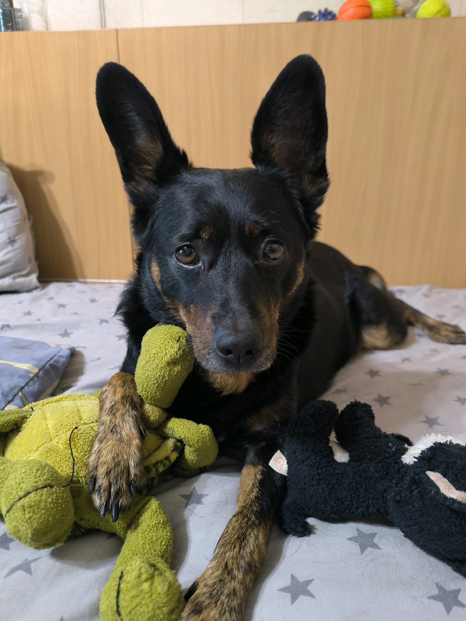 A medium-sized black and tan dog with large, pointed ears lies on a bed with a grey, star-patterned comforter. The dog is resting its head on a bright green plush toy, and a black plush toy is positioned near its hindquarters. The dog's eyes are looking directly at the camera. In the background, a light brown wooden wall is visible. Several colorful balls are scattered on top of the wooden surface. There is no indication of the location within the city of Mykolaiv, Ukraine.