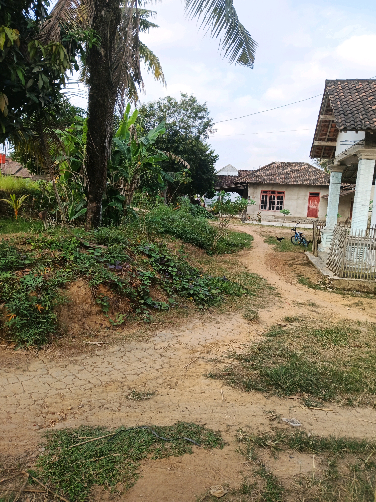 A dirt road winds through a rural Indonesian village, flanked by lush vegetation and modest houses. In the foreground, the dry, cracked earth of the road is interspersed with patches of green grass. To the left, a dense cluster of trees, including a tall palm tree with dry fronds and banana plants, creates a dense green wall. To the right, a house with a terracotta-tiled roof and a red door is visible. A blue bicycle stands leaning against the house, and two chickens are pecking at the ground nearby. Further down the road, another house with a similar roof is seen. The sky above is a pale blue with scattered clouds. The scene depicts a peaceful, everyday moment in a village setting.