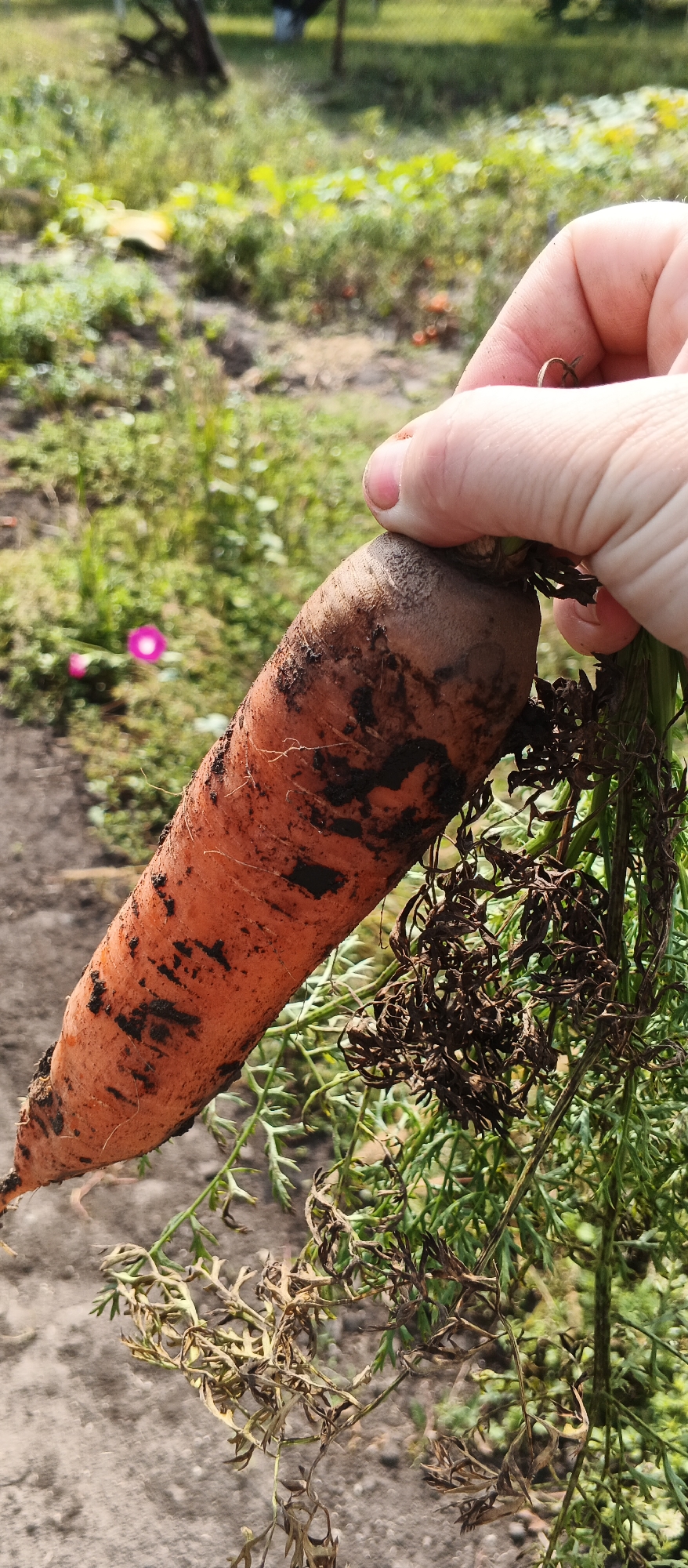 A hand is holding a dirt-covered carrot, freshly harvested from a garden. The carrot is orange with some dark soil still clinging to its surface, and its leafy green tops are visible, some of which appear dried and wilted. The background shows a garden setting with blurred green foliage and a dirt path, suggesting an outdoor, rural environment in Popivka, Ukraine.